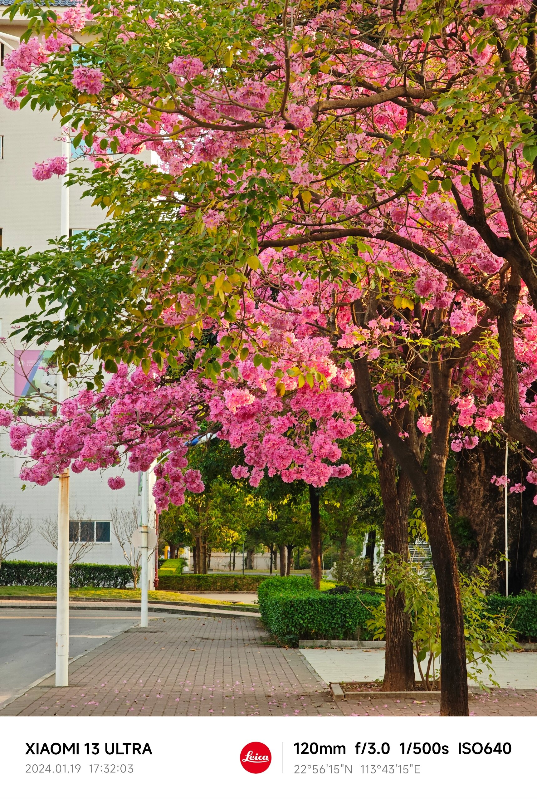 霁风花花语图片