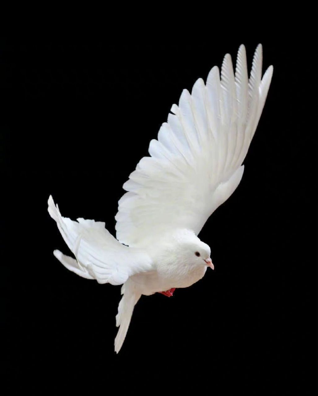 素材分享|鸽子飞翔翅膀绘画参考素材