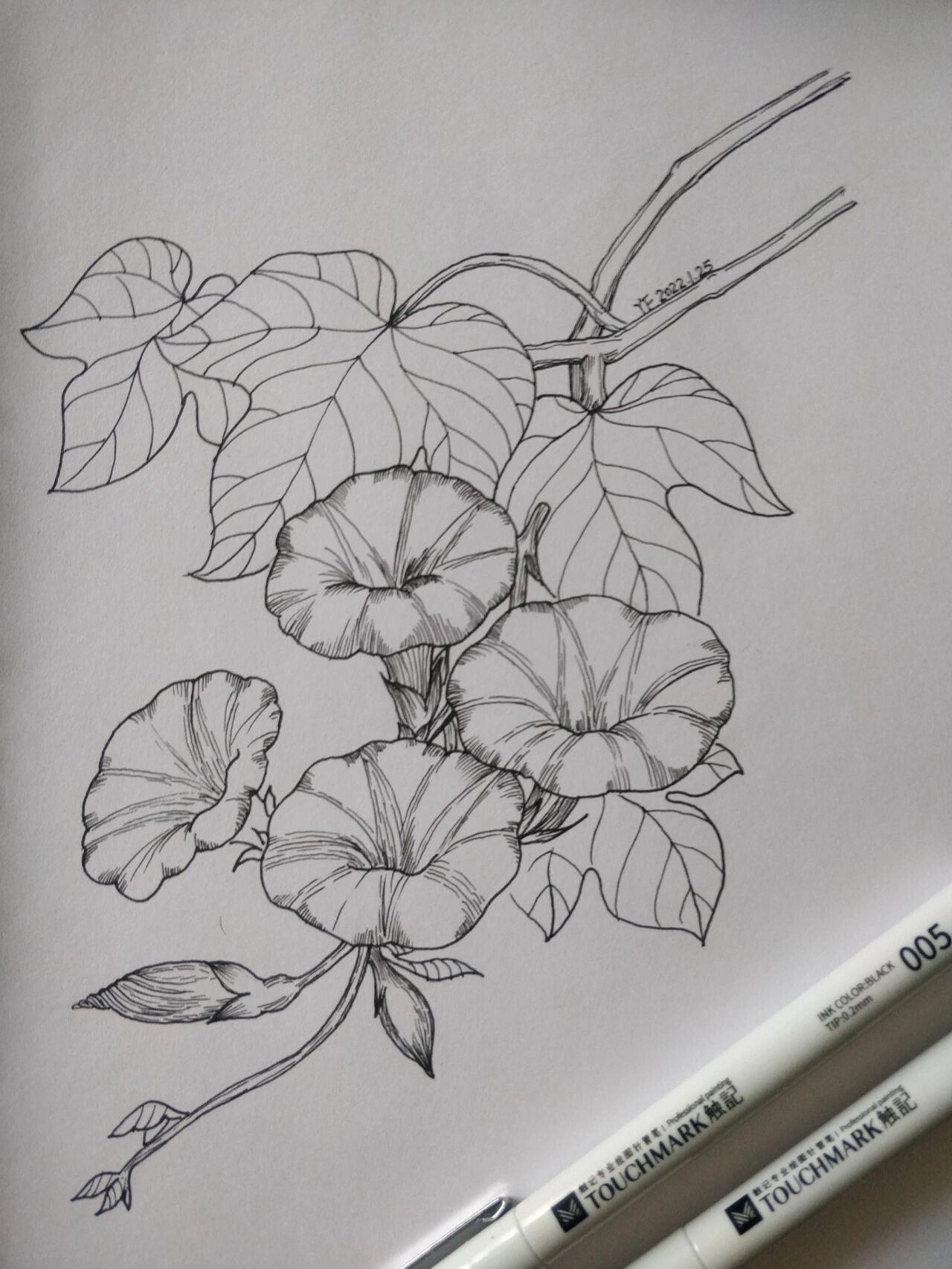 牵牛花的画法 素描图片