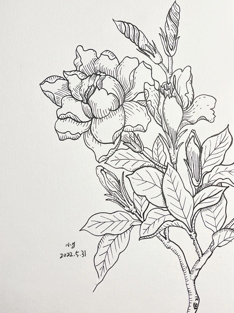 近期也是很忙碌 窗台的栀子花开的正香 那今天就来画它吧 针管笔:秀普