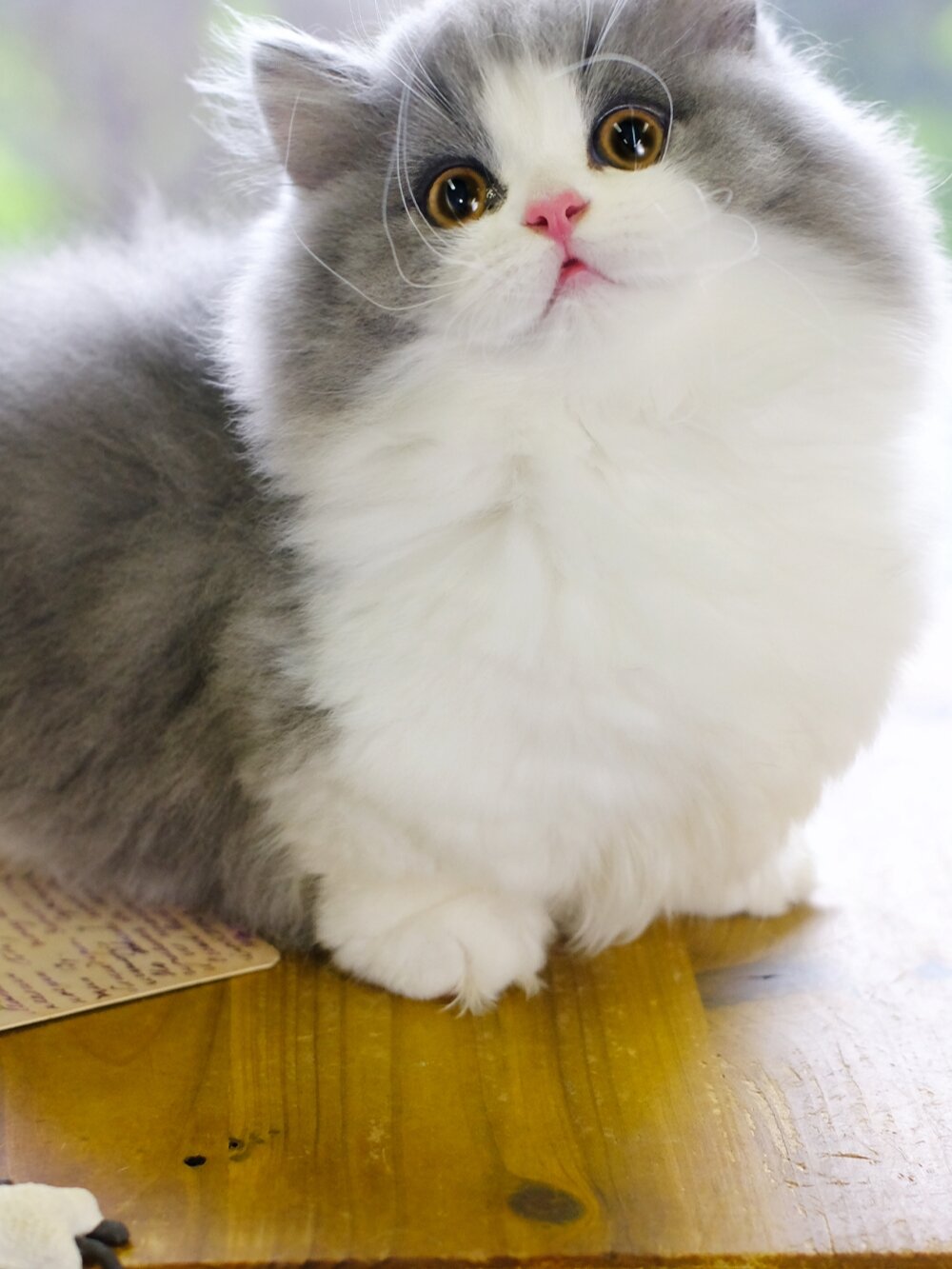 要什么都答应她!蓝白拿破仑猫 矮脚长毛