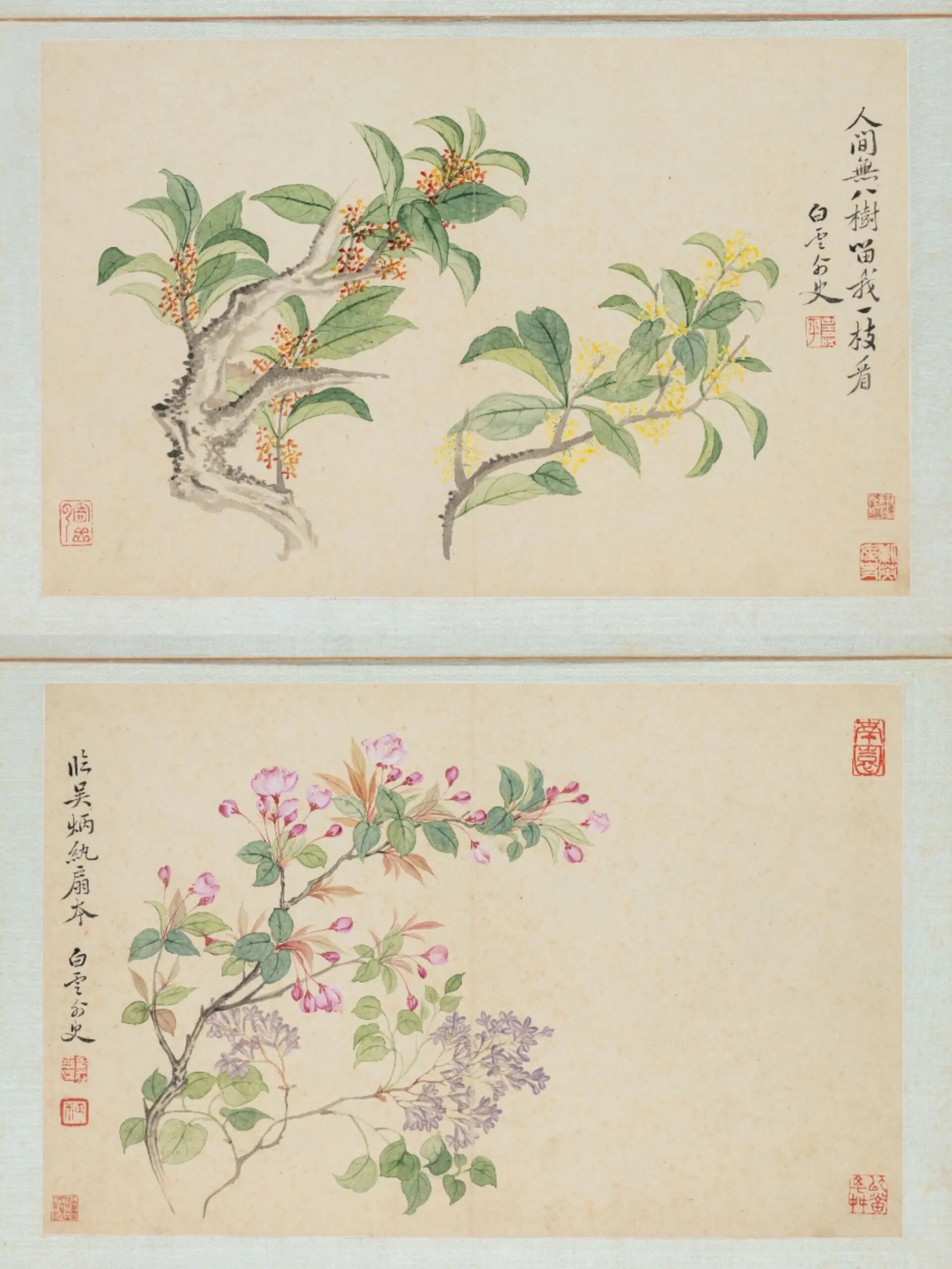 于是今天就来给大家分享一组恽寿平的花卉册～ 这本花卉册每张作品都