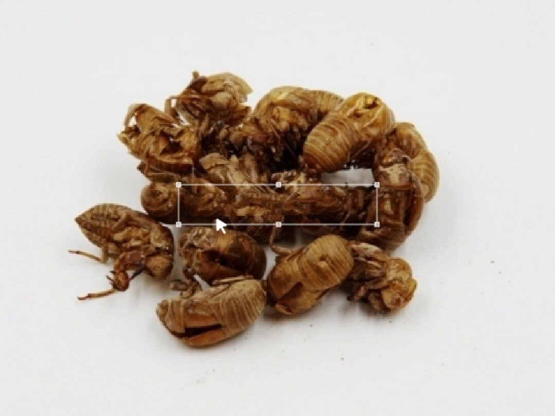 蝉蜕的功效主治以及用量 92【药名】:蝉蜕 92【归经】:归肺,肝,经