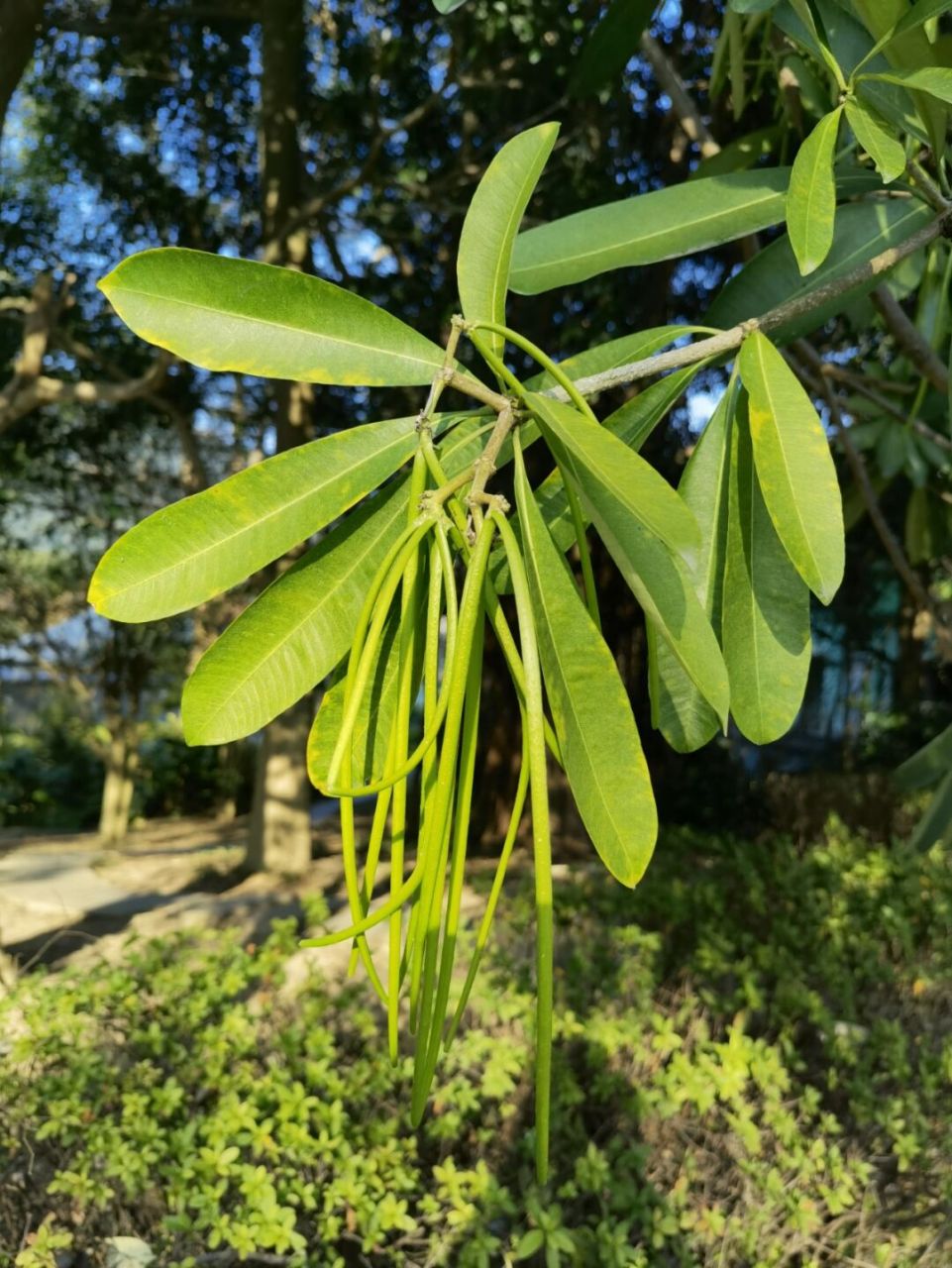 盆架树和糖胶树图片