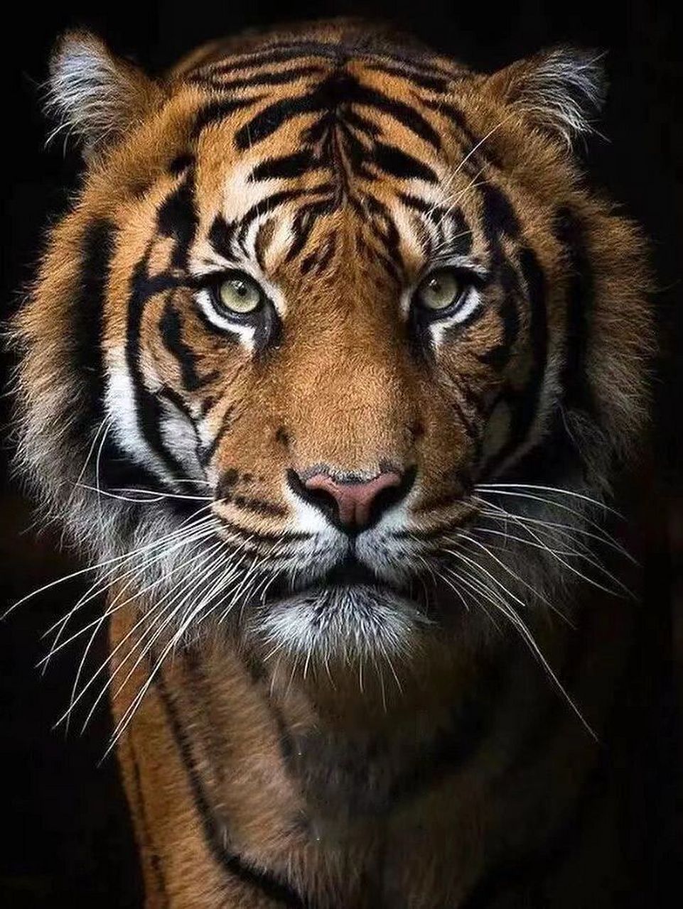 真正的百兽之王95——野生"东北虎"91  	 自古以来,老虎都被人类