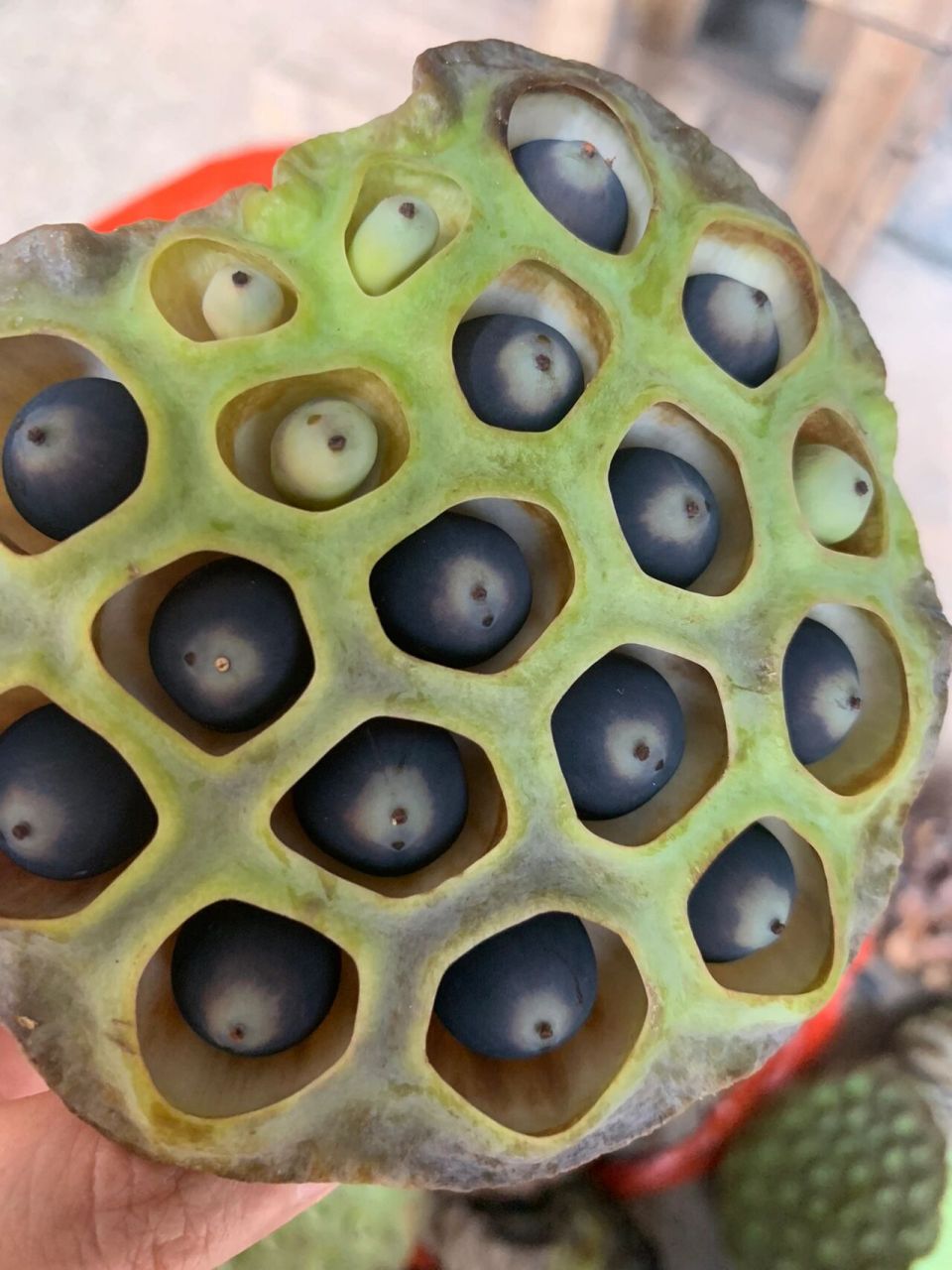 莲子的皮是怎么剥壳 刚去隔壁家摘的,壳不知道怎么剥,求解 莲子