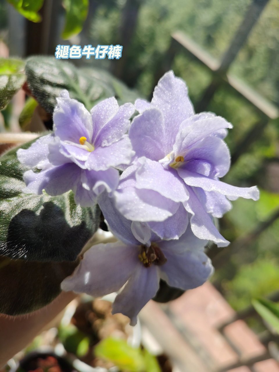 超耐阴,品种多,花期长,超好养的非洲堇 非洲堇是真的可以一点阳光都不