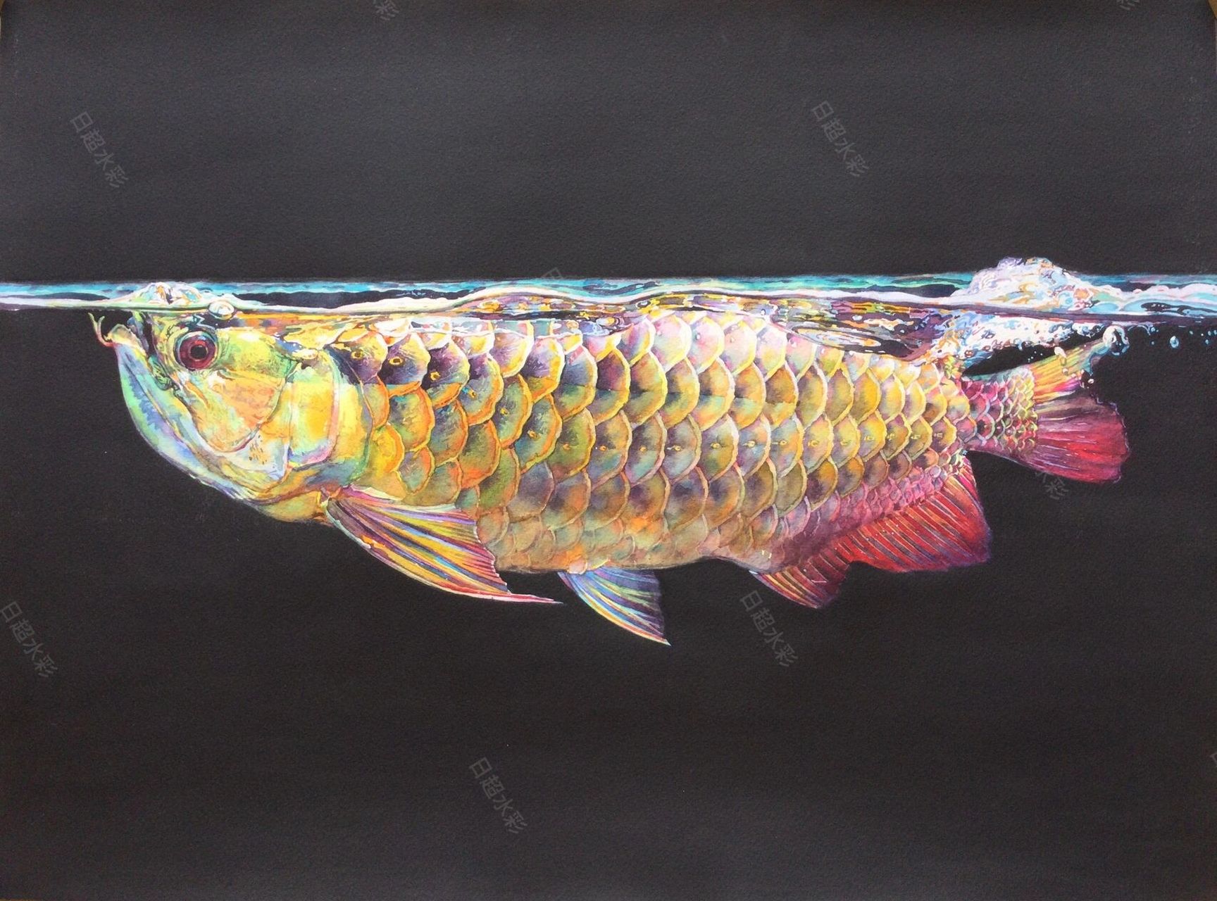 近期画作:《金龙鱼》 尺寸:56×76厘米,材质:300克英国获多福水彩纸