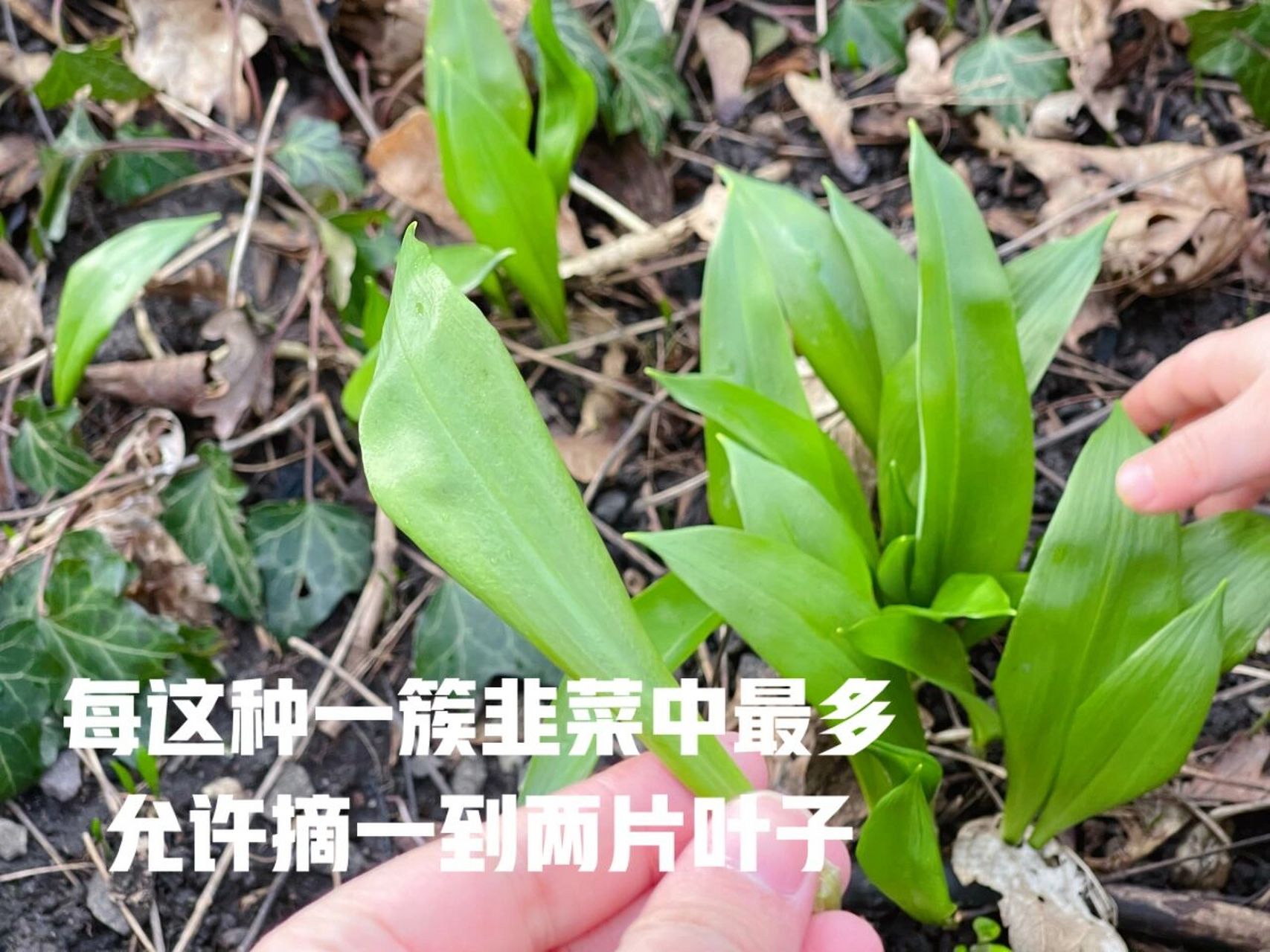 9990|树林野韭菜可以采摘啦教你熊葱炒 德国9990野韭菜 叫