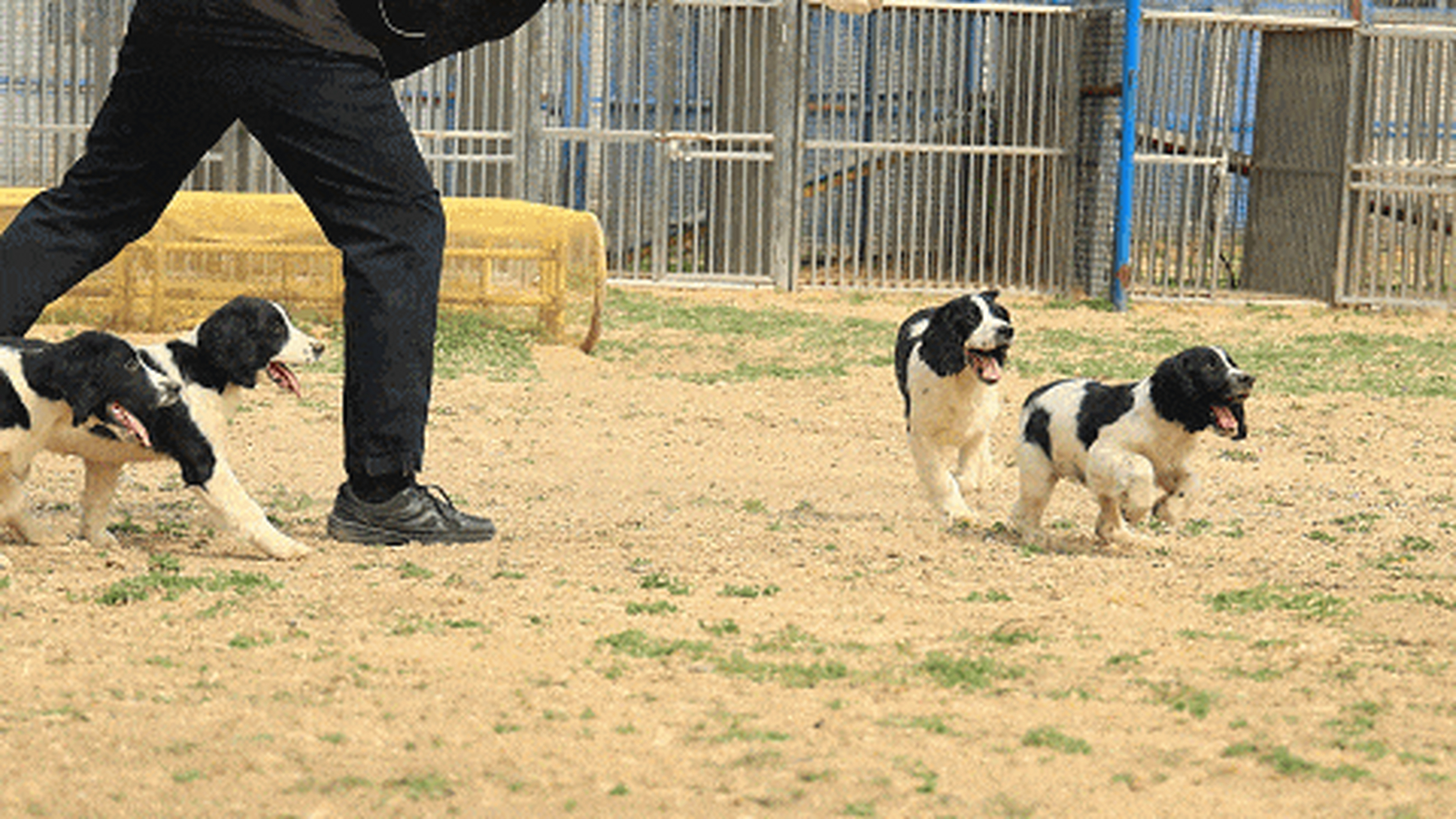 警犬生宝宝图片