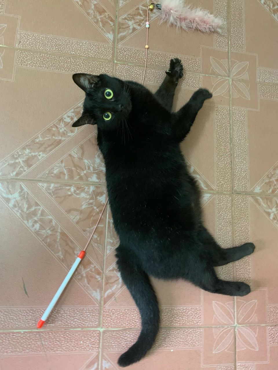 纯种英短黑猫与田园黑猫的区别 新购一只黑猫,前主人说是纯种英短