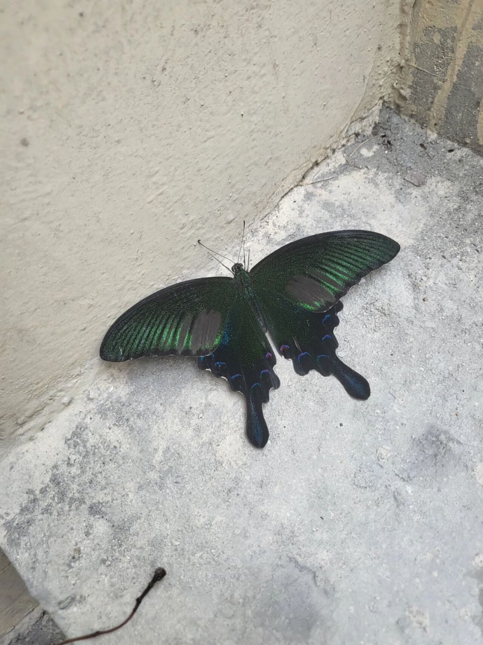 停车场出来在楼梯上见到蝴蝶,比一般蝴蝶大,背上有绿色和蓝色花纹