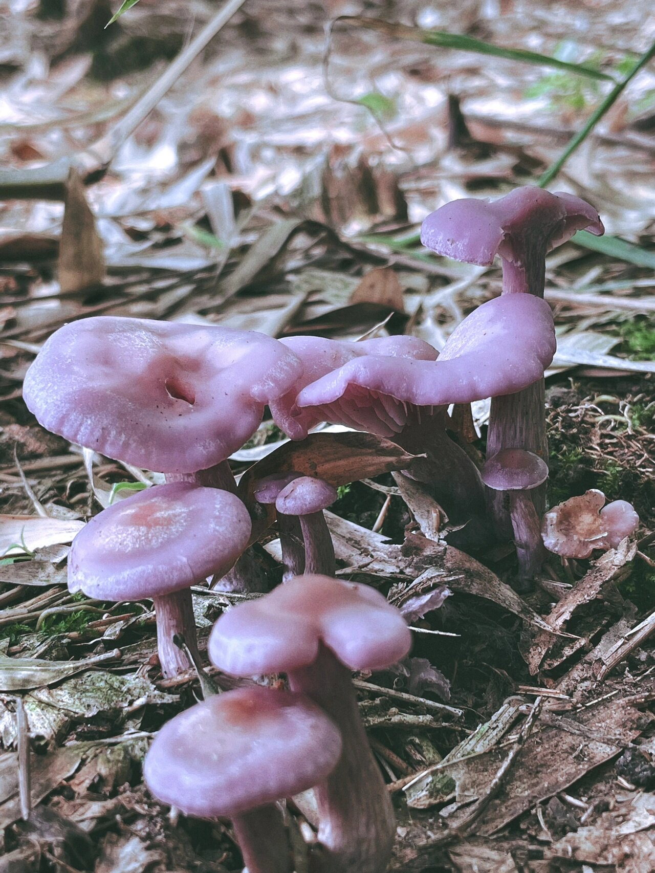 竹林里这种紫色的蘑菇是不是有毒?