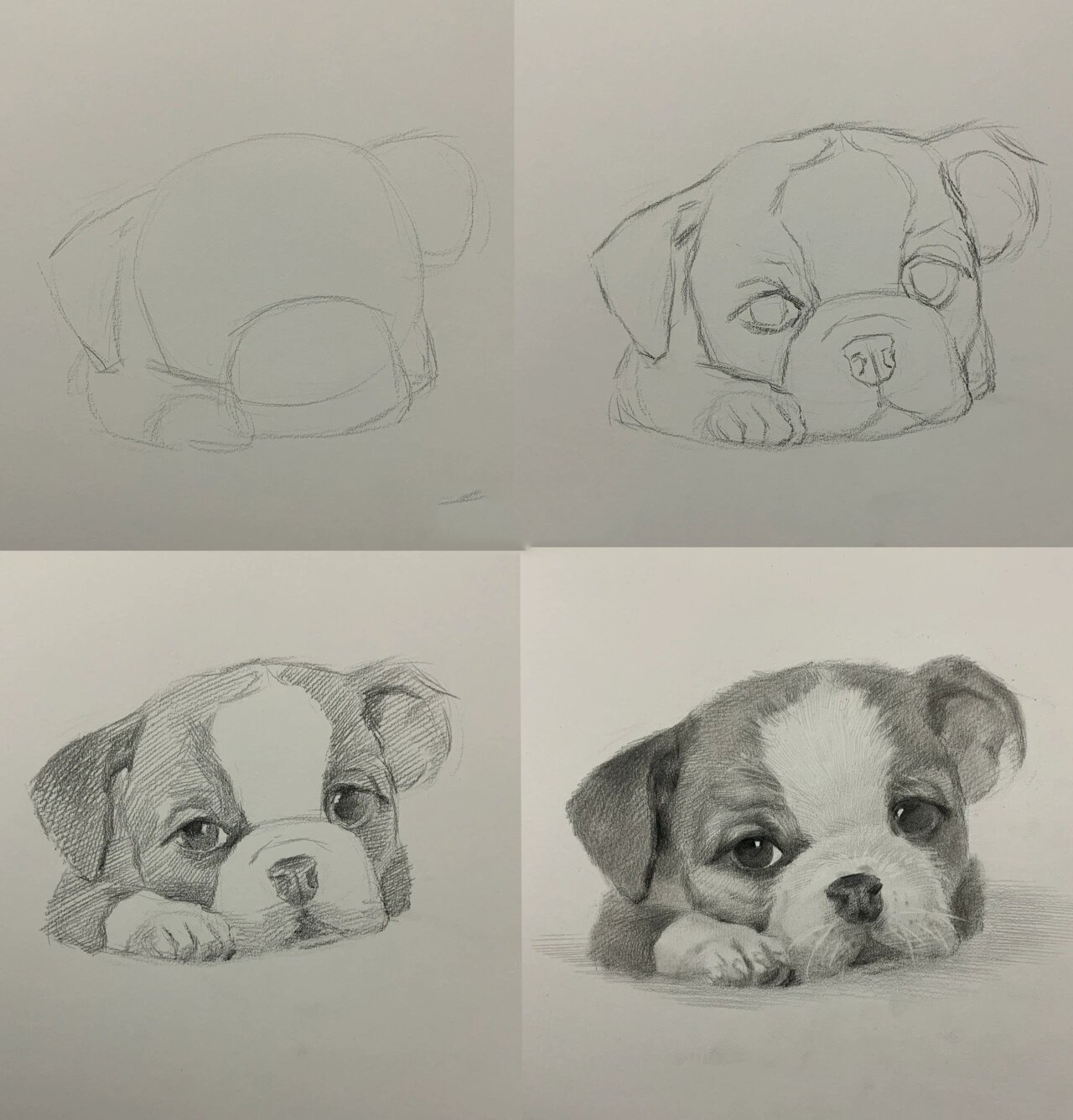 素描小狗狗 绘画过程图文详解