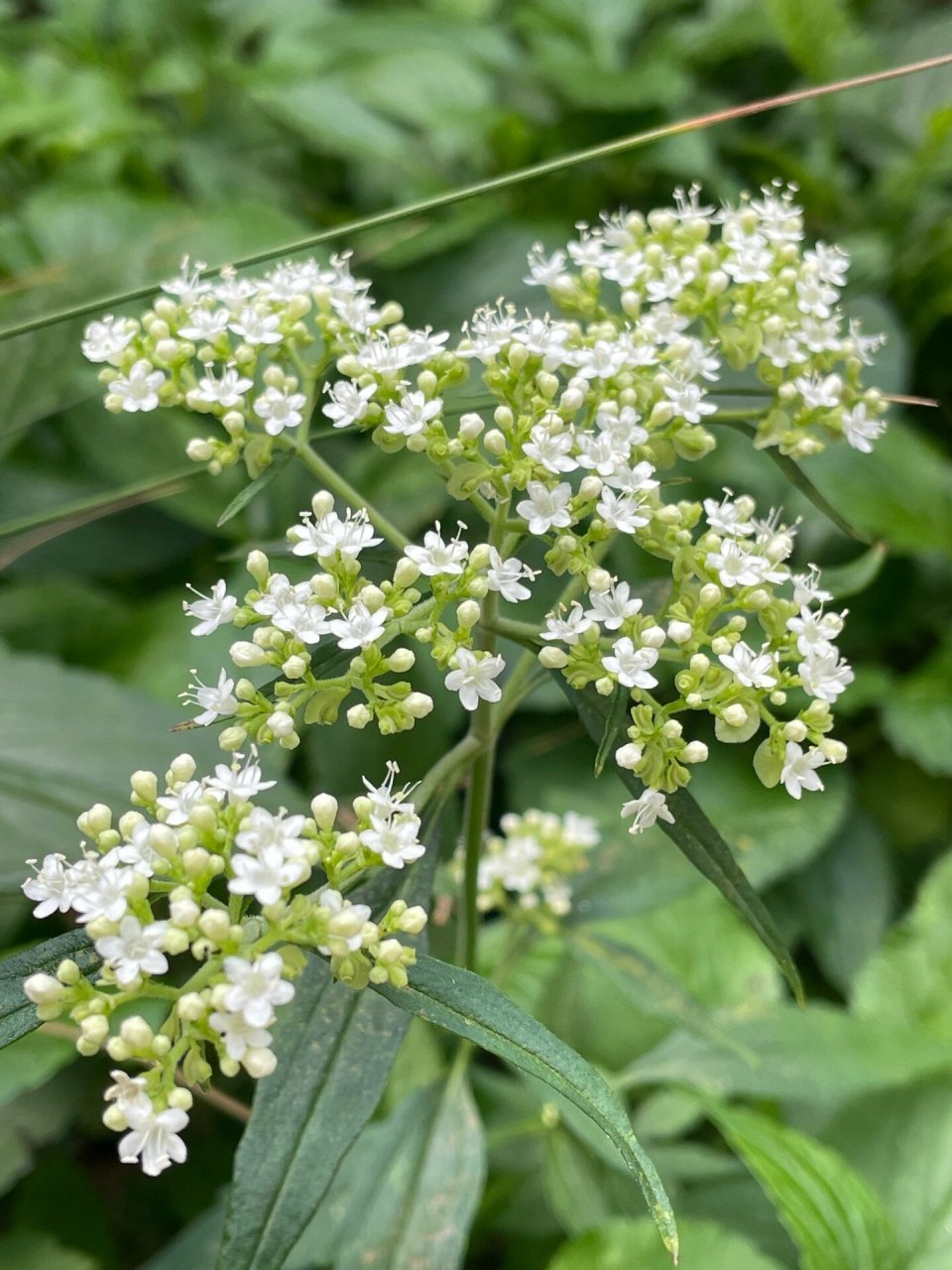 后院的白花败酱草