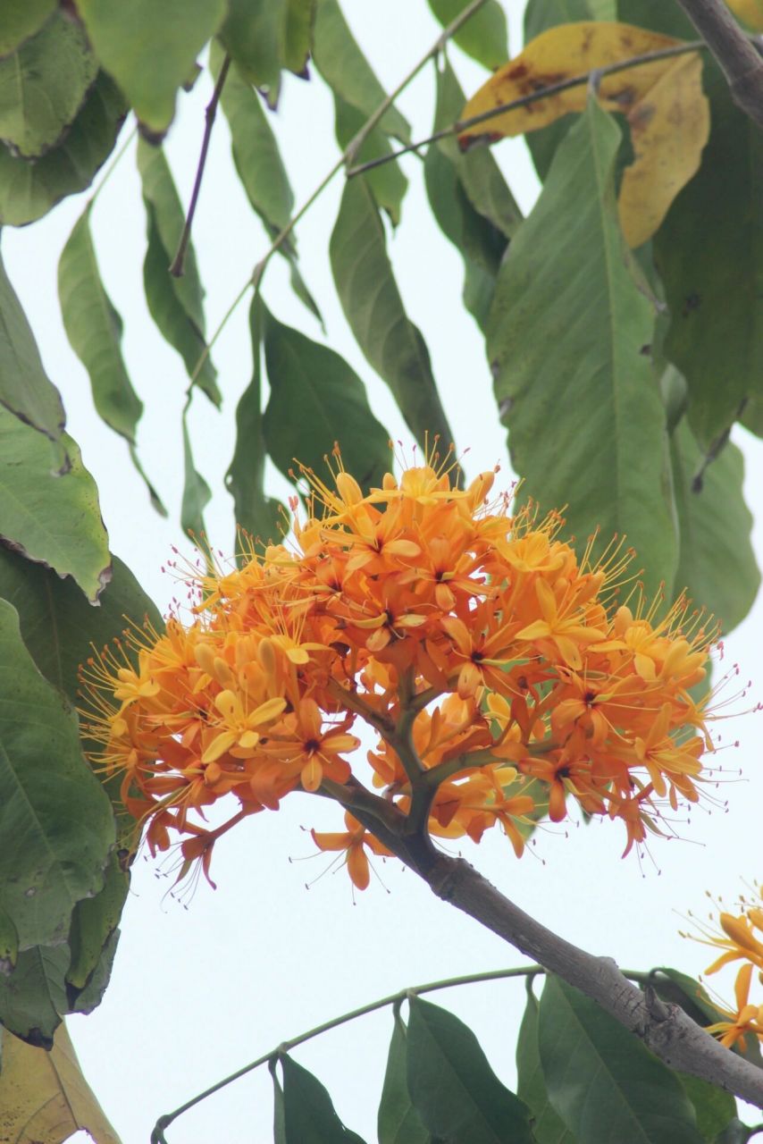 中国无忧花 中国无忧花(学名:saraca dives pierre):乔木,高5-20米