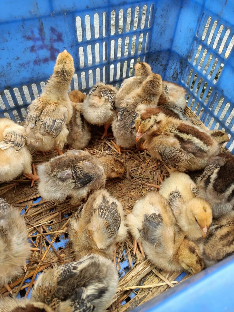 可爱的土鸡苗 可爱的鸡苗,鸭苗