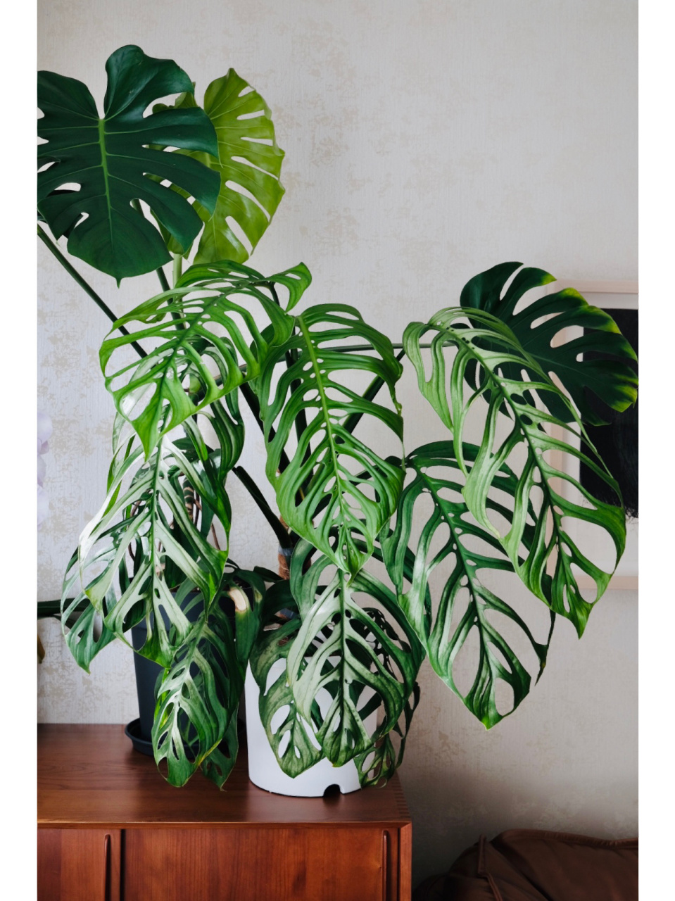 巨洞龟背竹|超详细养护笔记  这棵巨洞在我家一年零两个月了 从一个普