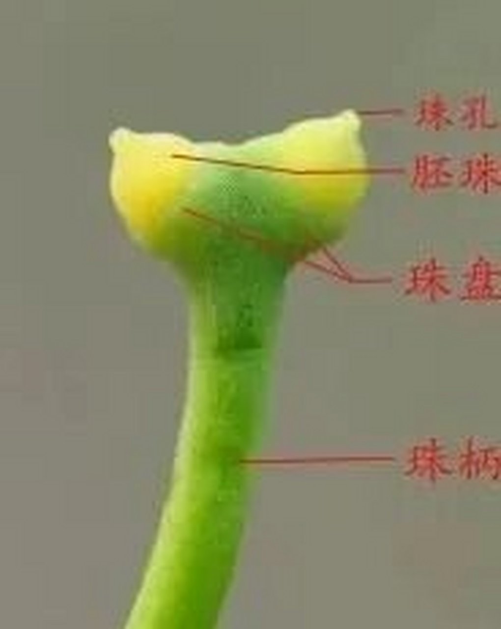 银杏的胚珠是裸露的,因此由它单独发育而来的种子没有果皮的包被.