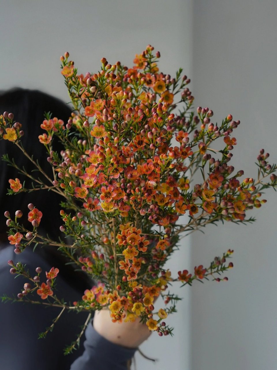 它的花朵呈梅花的形状,花瓣蜡质有光泽,是一款颜值与实力并存的花材