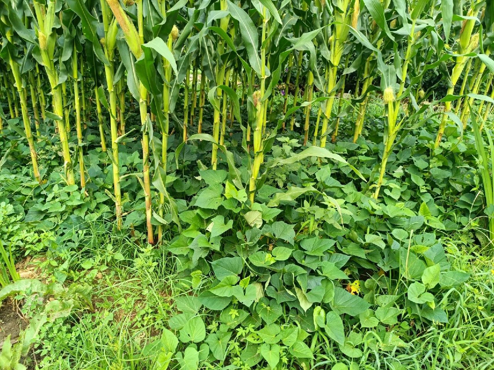 玉米红薯套种 舅妈家的玉米地, 套种,玉米间隔还种了红薯,一高一矮.