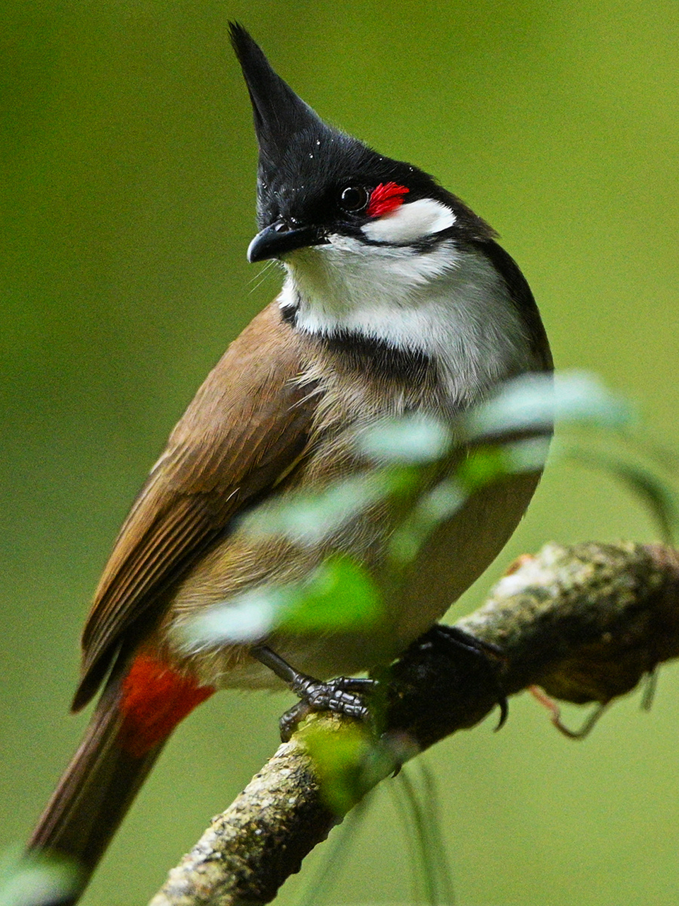 自带腮红的红耳鹎 红耳鹎这种鸟类其实是在南方比较常见的,属于一种