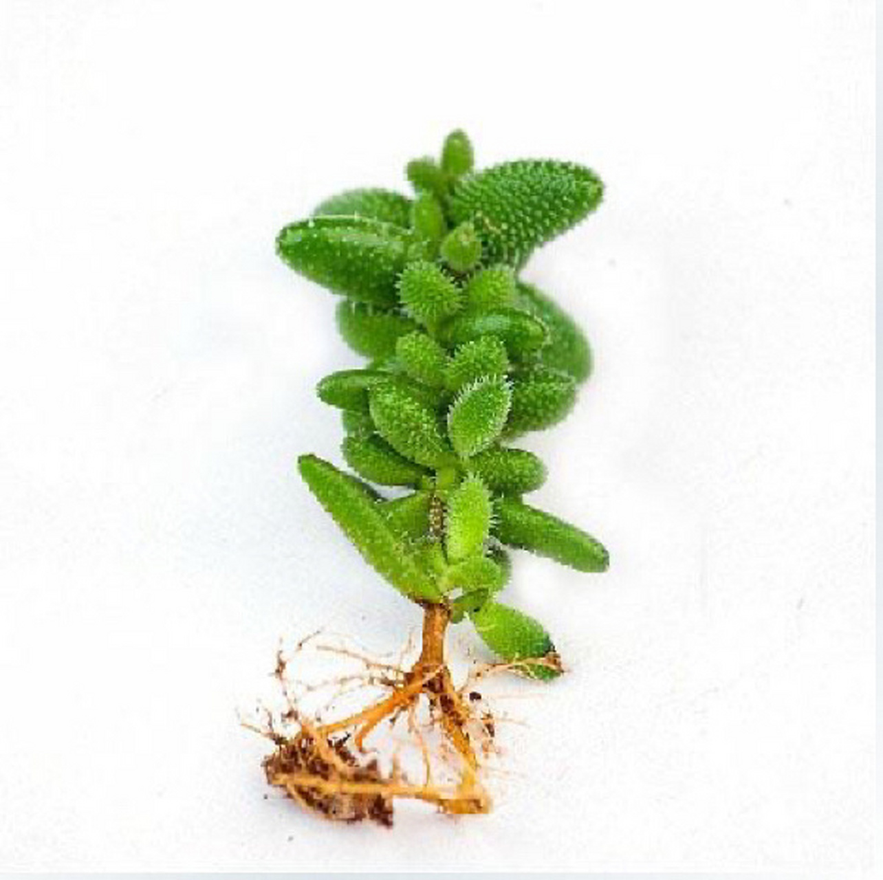 7715每天认识一款多肉9591|雷童| 78雷童又叫做刺叶露子花