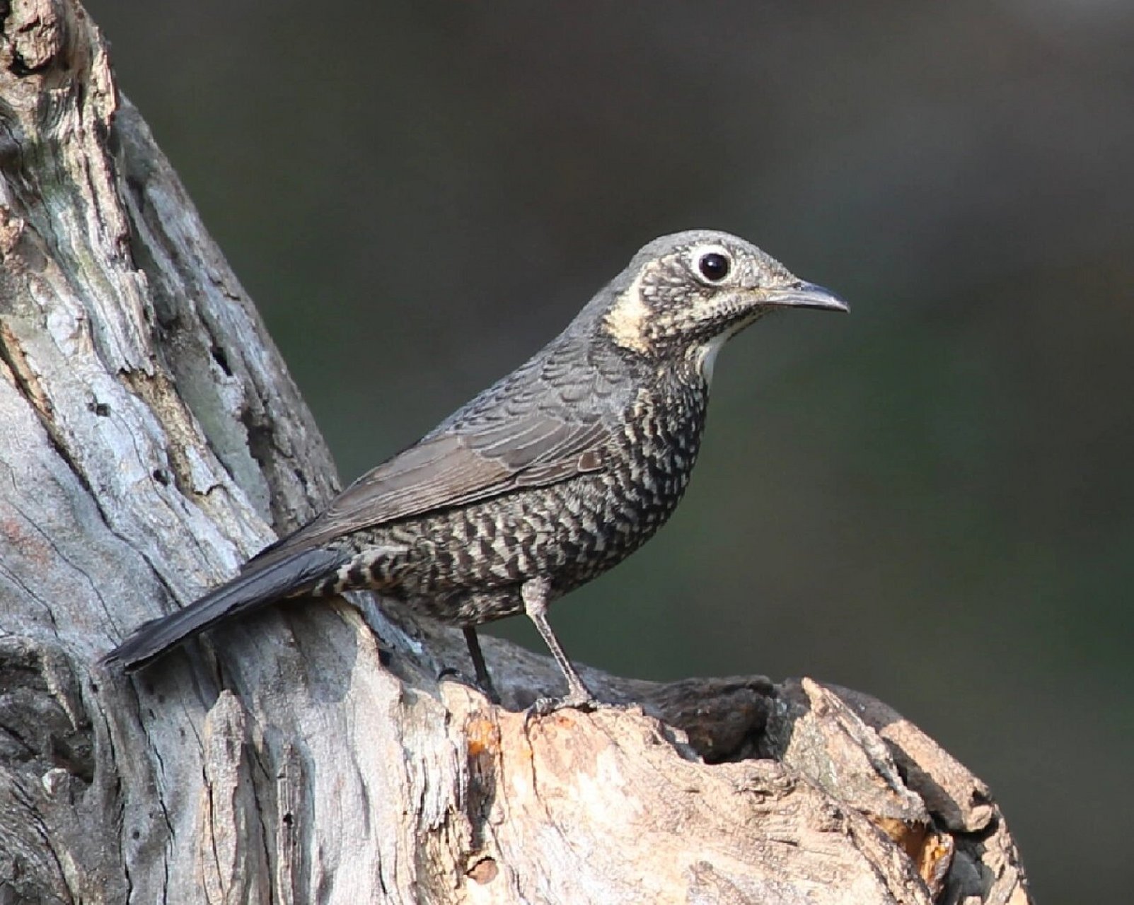 云南百花岭观鸟～栗腹矶鸫(雌鸟)  672023.2.12号记录于百花岭.