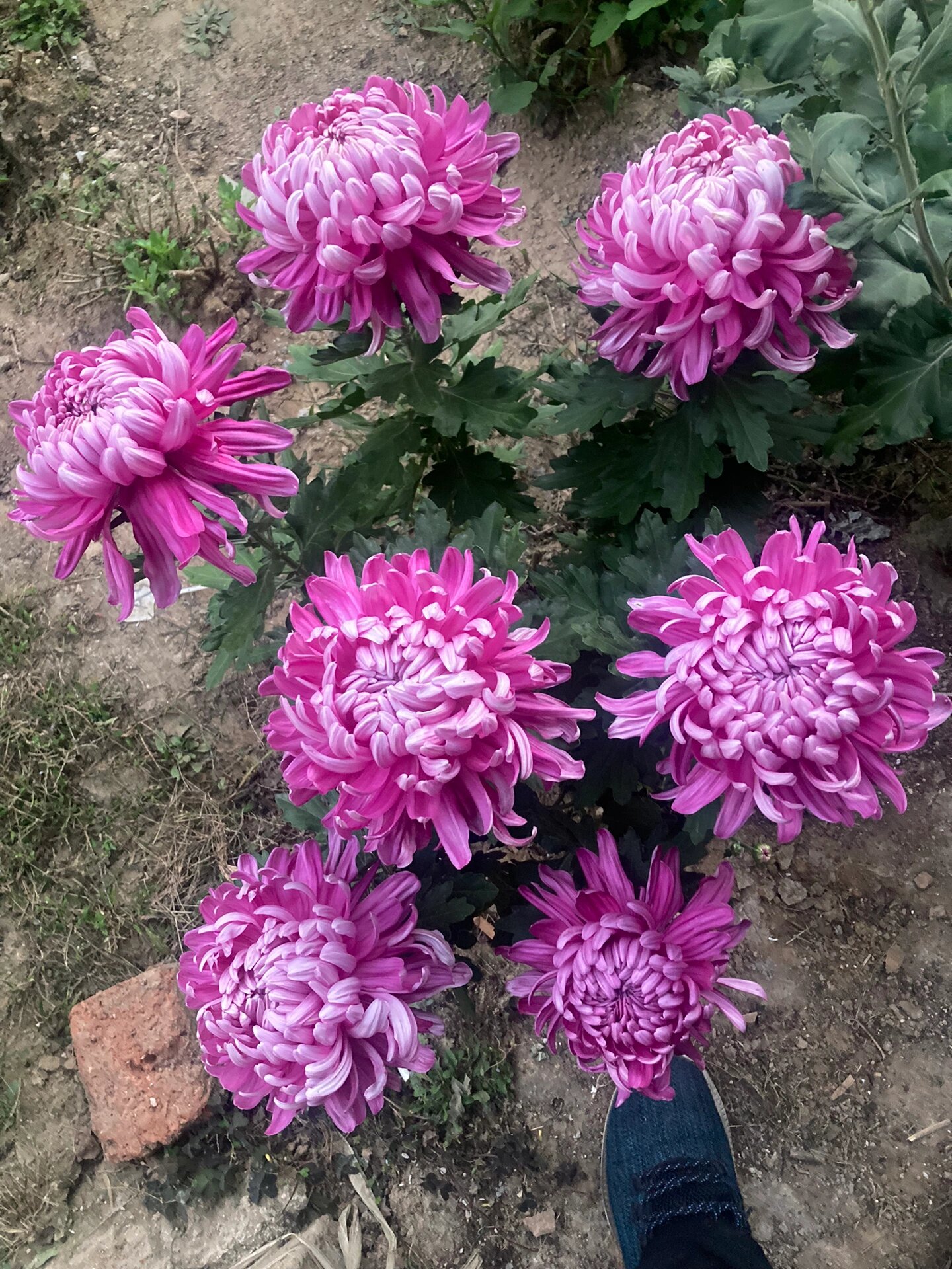 紫绣球菊花 紫绣球开放过程,图为地栽母本,花期早