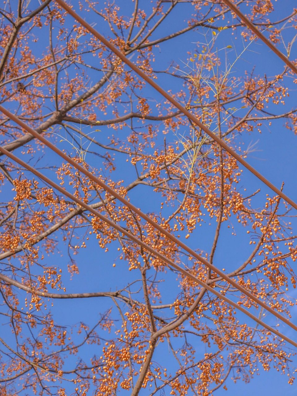 苦楝树 苦楝谐音"苦恋" 寓意是相思,淡淡的哀愁