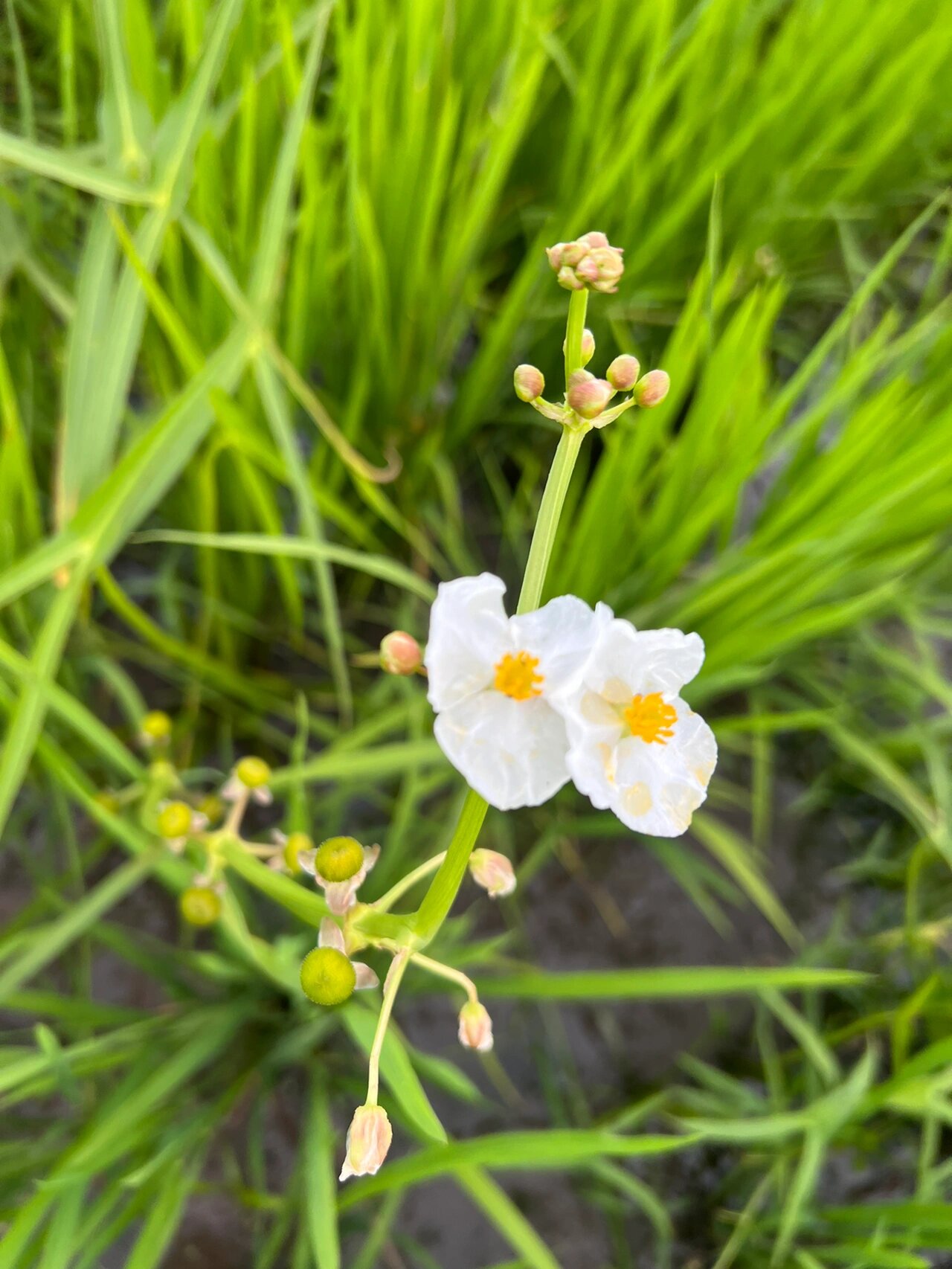 野慈菇是水稻田里一种顽固的杂草,极难根除.它是多年生水生或沼生草