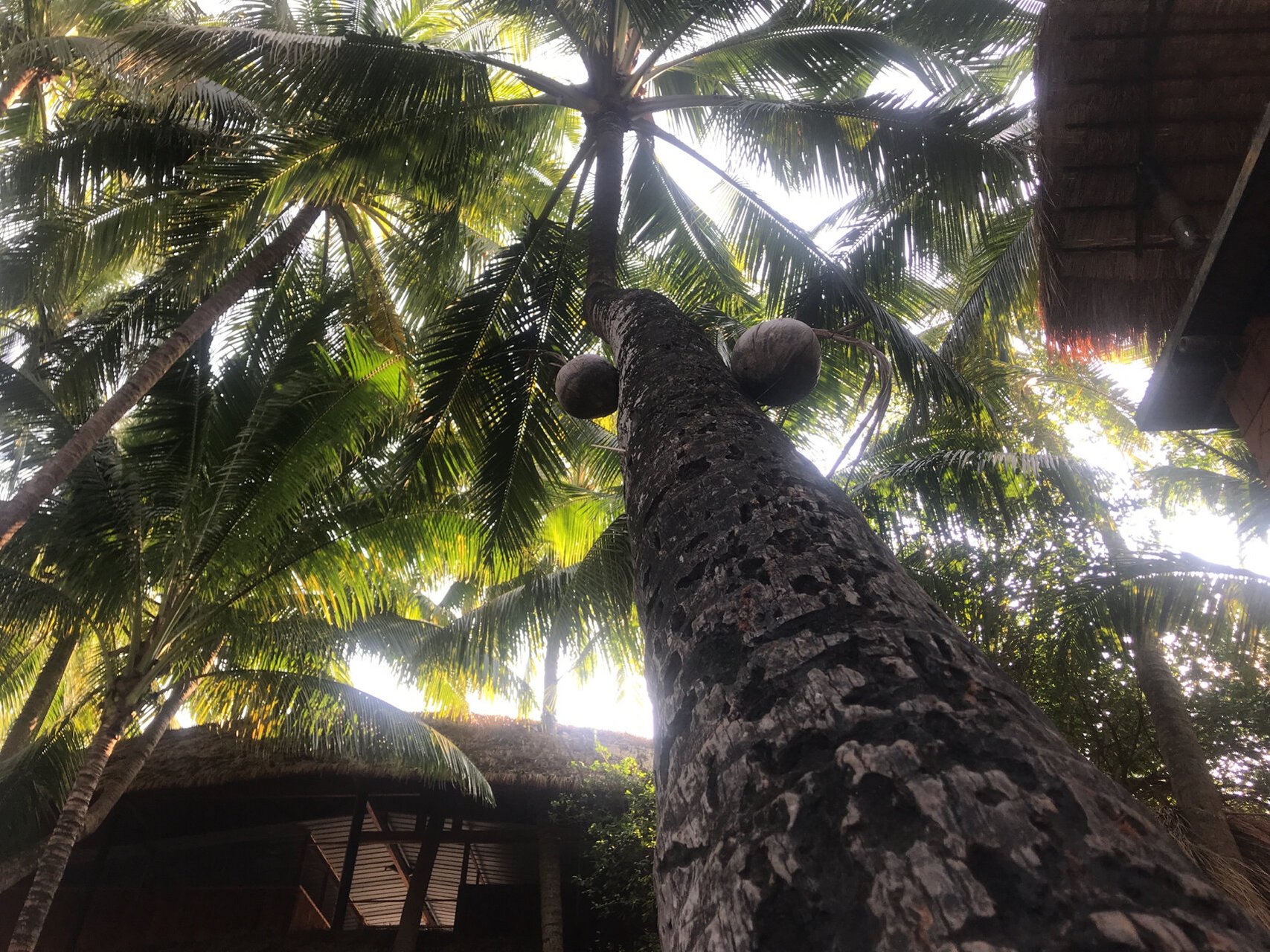 小巧精致的椰田古寨,性价比超高的三亚景区 97椰田古寨位于陵水县英