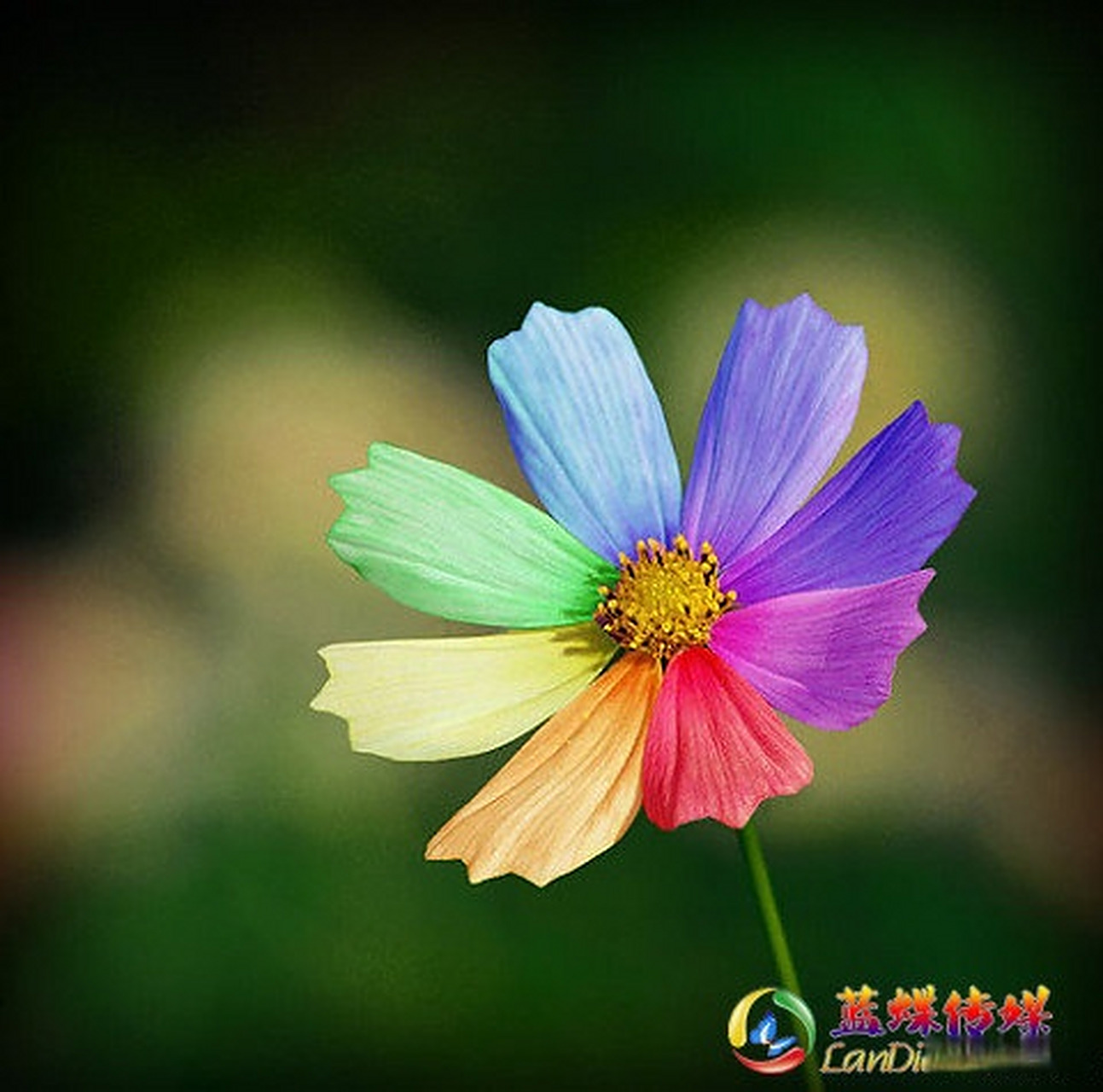 十二星座的幸运花(十二星座的幸运花和守护花)