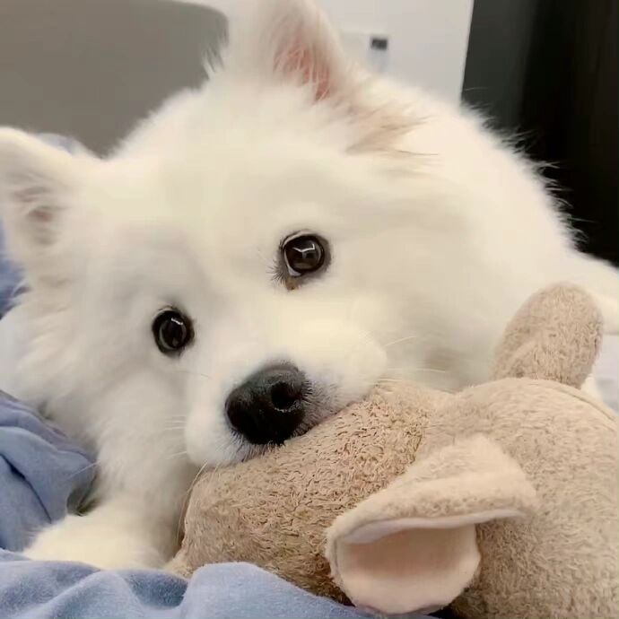 狗狗头像合集 可爱的修勾勾～谁会拒绝一只会撒娇的狗狗呢