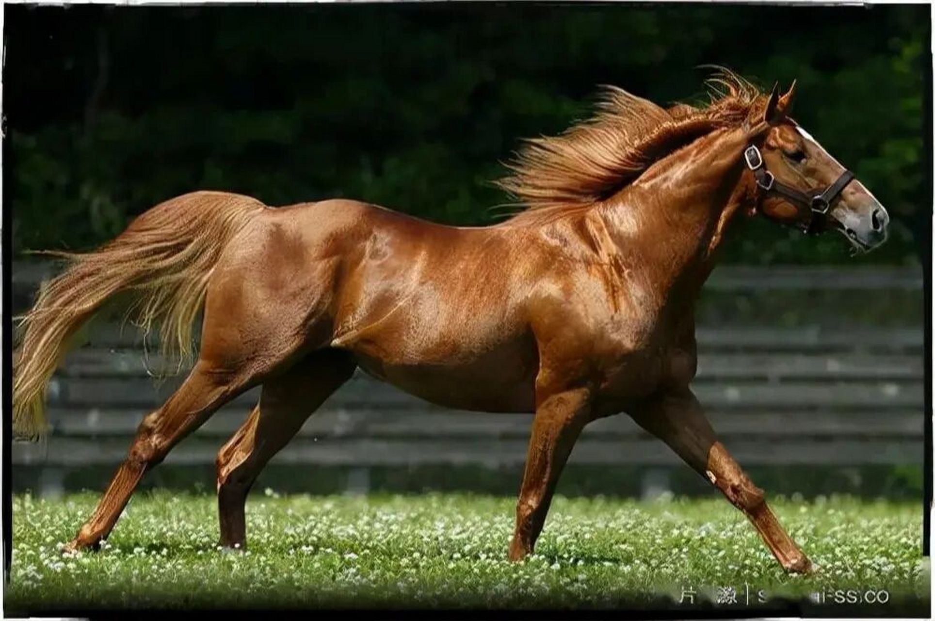 世界上最贵的马纯血马图片