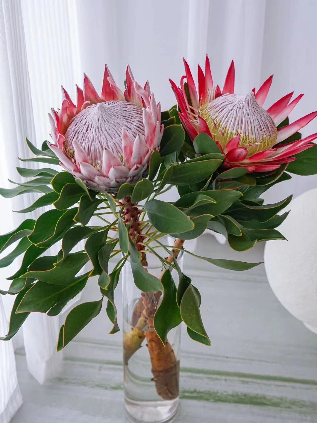 12【带你认识888种花】南非帝王花 73花语:胜利,圆满,旺盛而顽强的