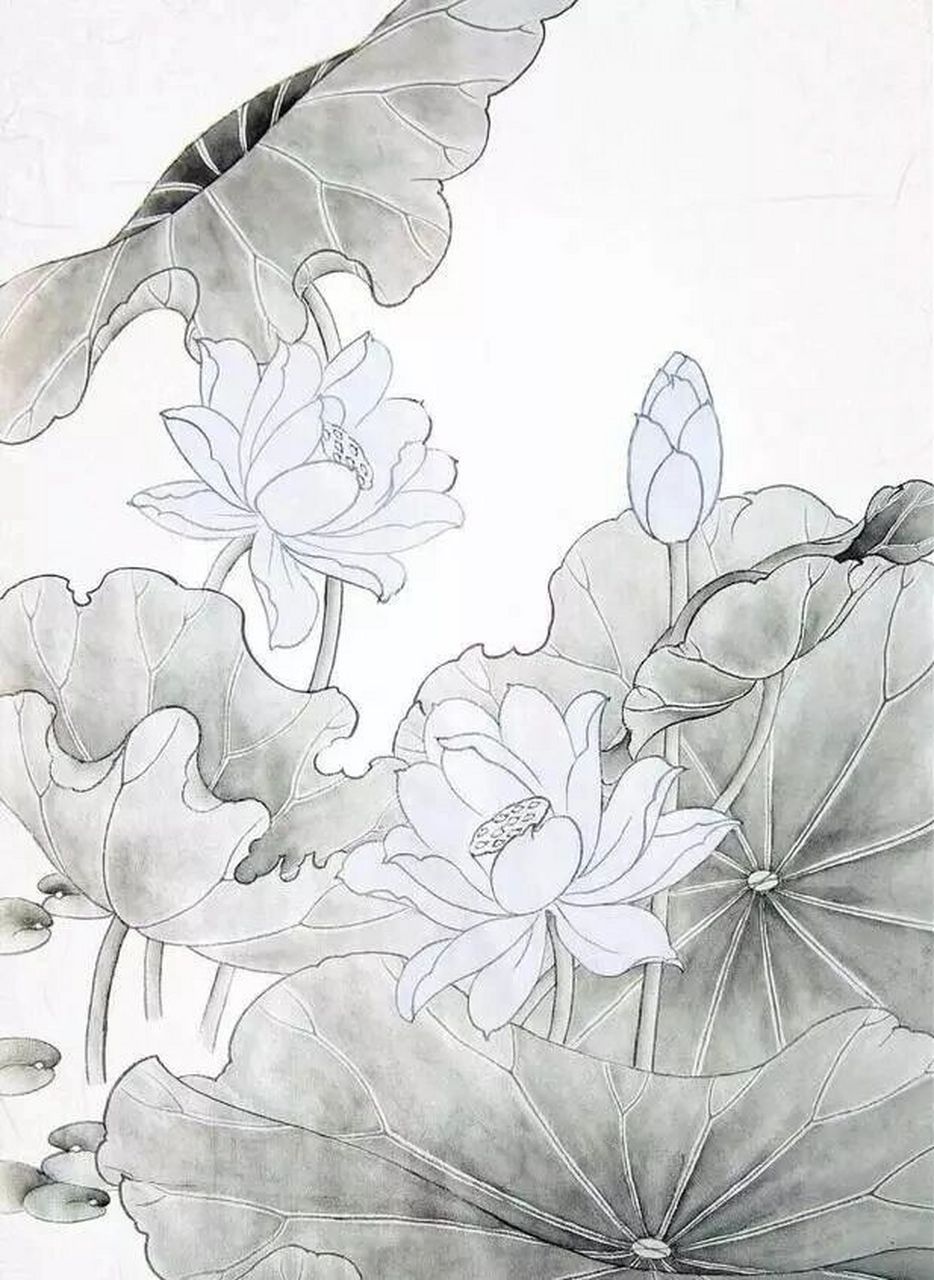 工笔画步骤分享(荷花创作教程) 绘整幅荷花,一般以盛开花头为主体
