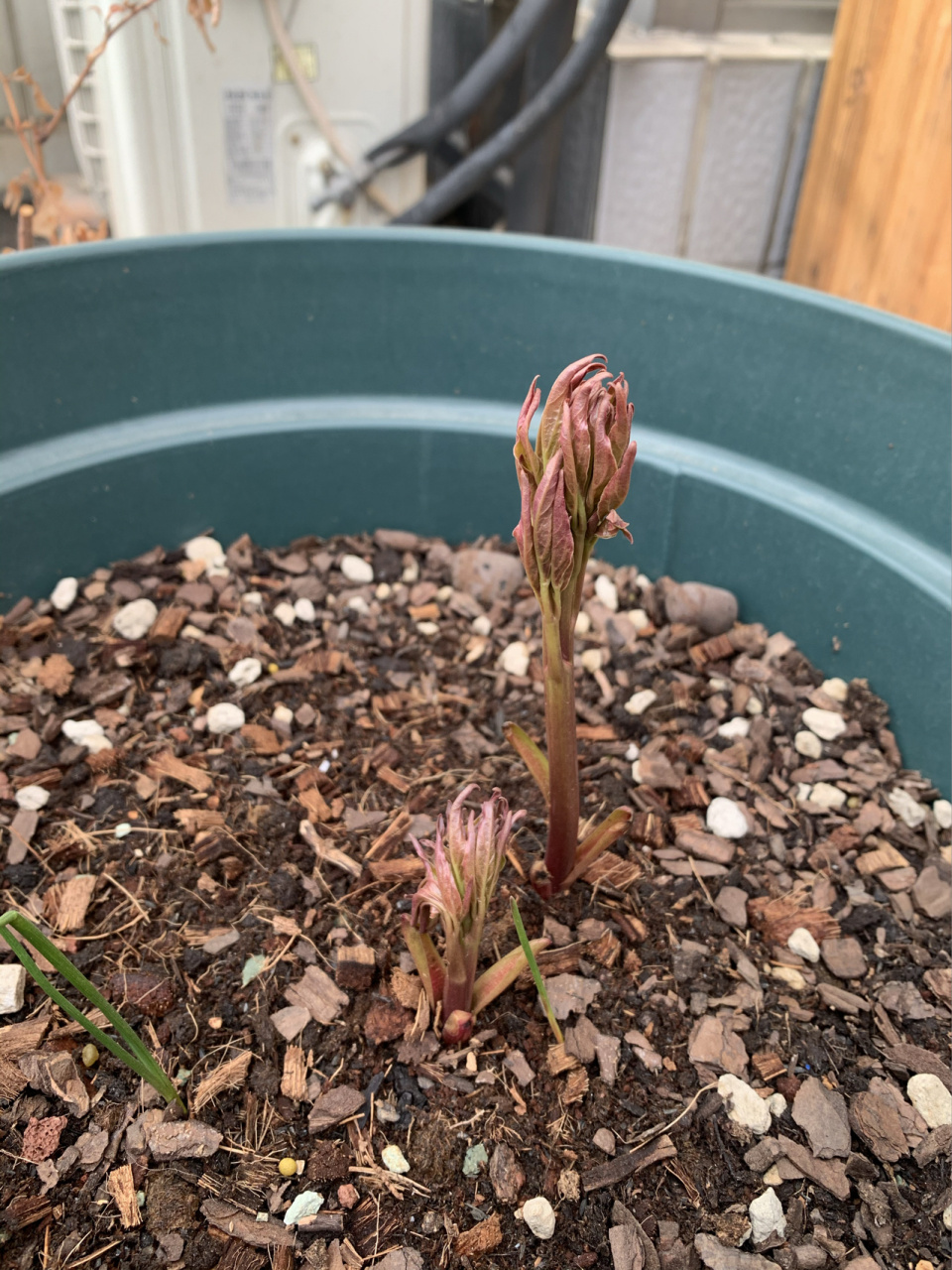 芍药花刚发芽样子图片