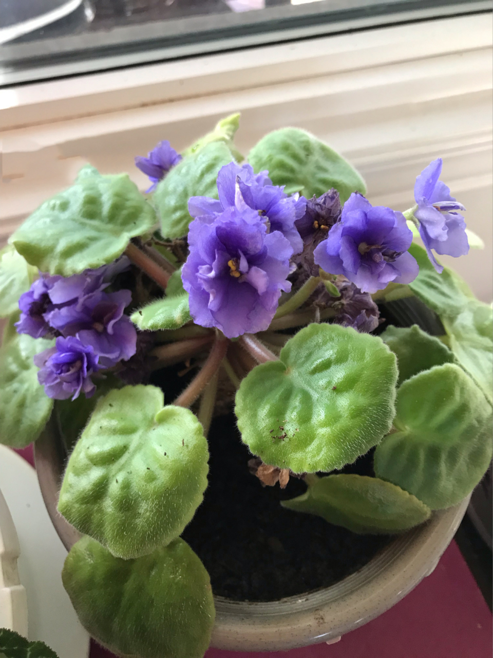 重瓣非洲紫罗兰 african violet 重瓣非洲紫罗兰的花真的很好看