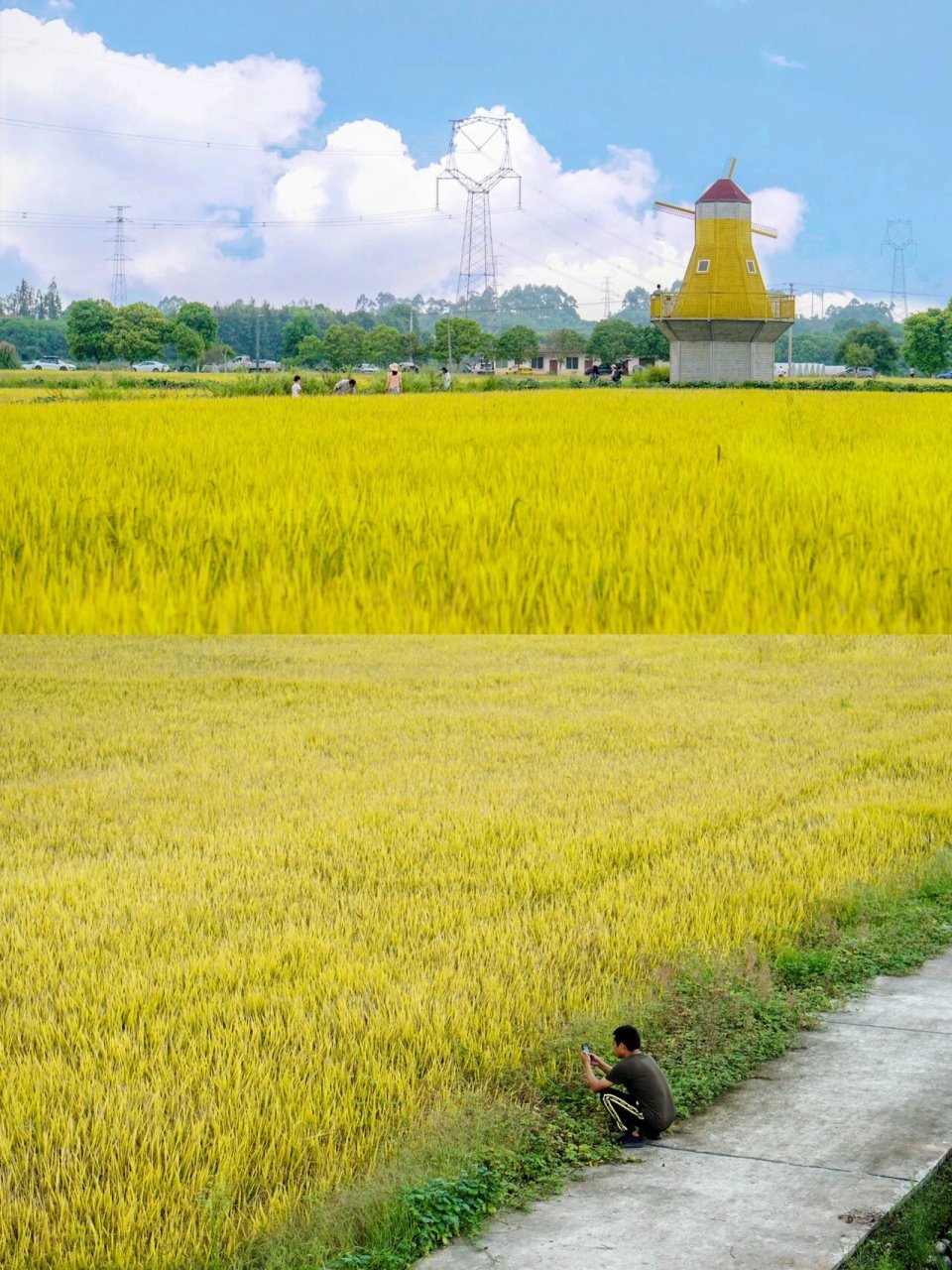 成都小众治愈系稻田《稻香》在这里有了画面!