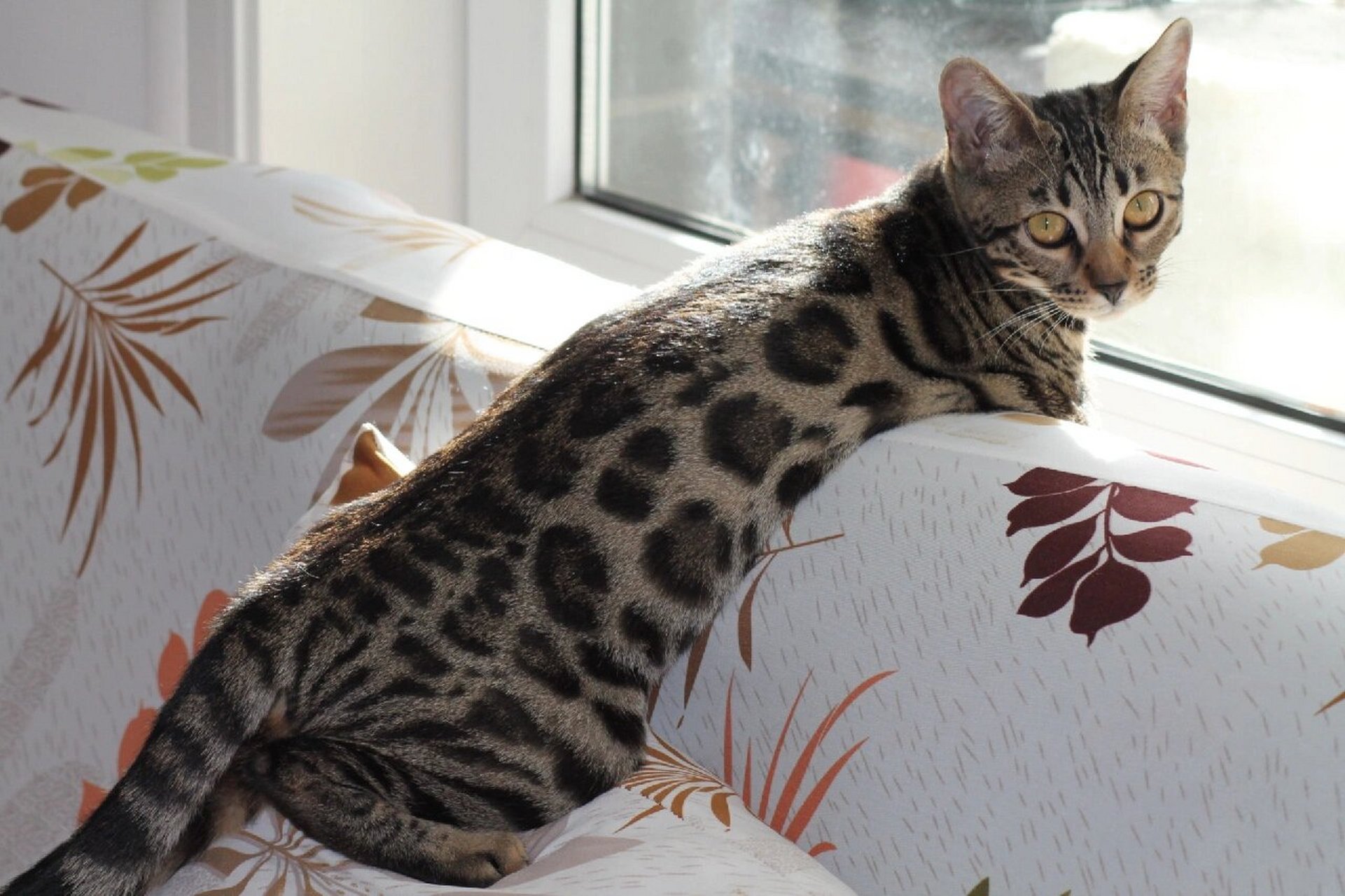 野性的孟加拉豹猫 有些宠物主人喜欢温柔可爱,看着甜甜憨憨的猫咪,而