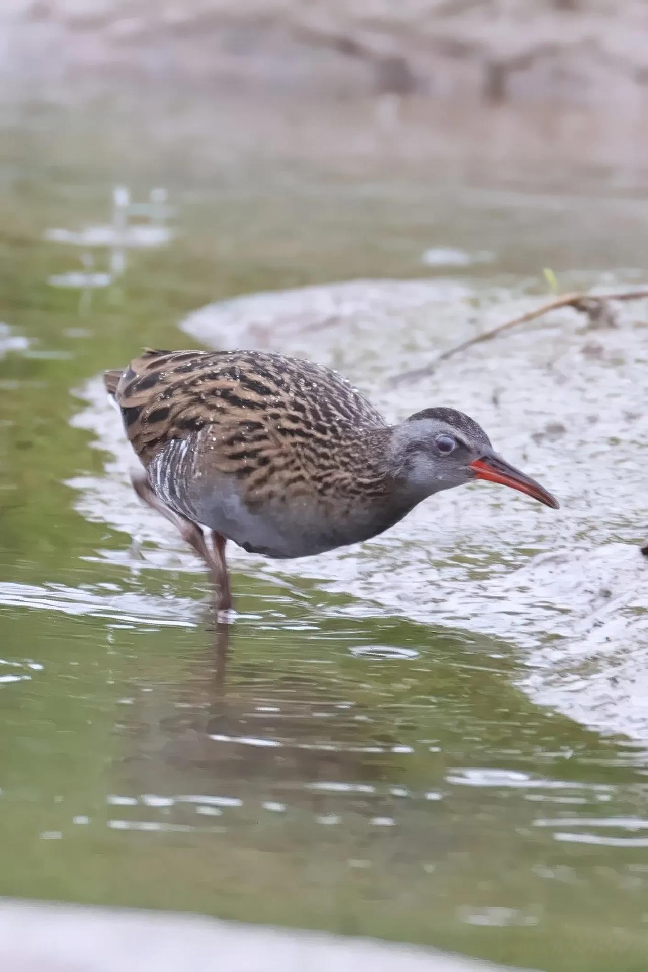 ◇普通秧鸡◇ (甲辰孟冬,摄于大渡口伏牛溪)