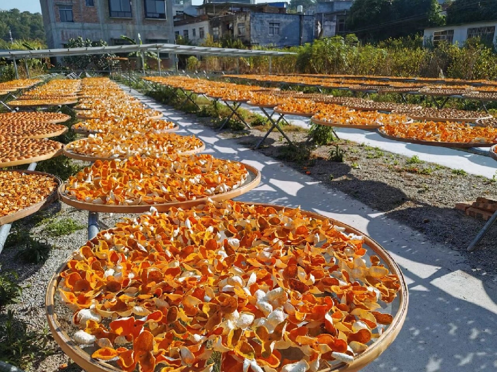 广西陈皮/浦北陈皮 自家大晒场茶枝柑 99广西浦北龙门茶枝柑陈皮