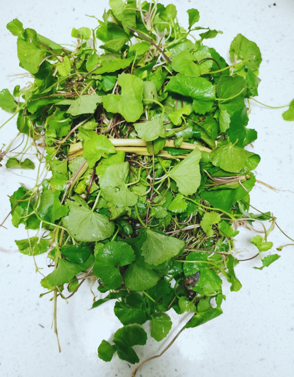 儿时的野菜记忆之雷公根 春夏之际,田间地头的雷公根正是茂盛的时候