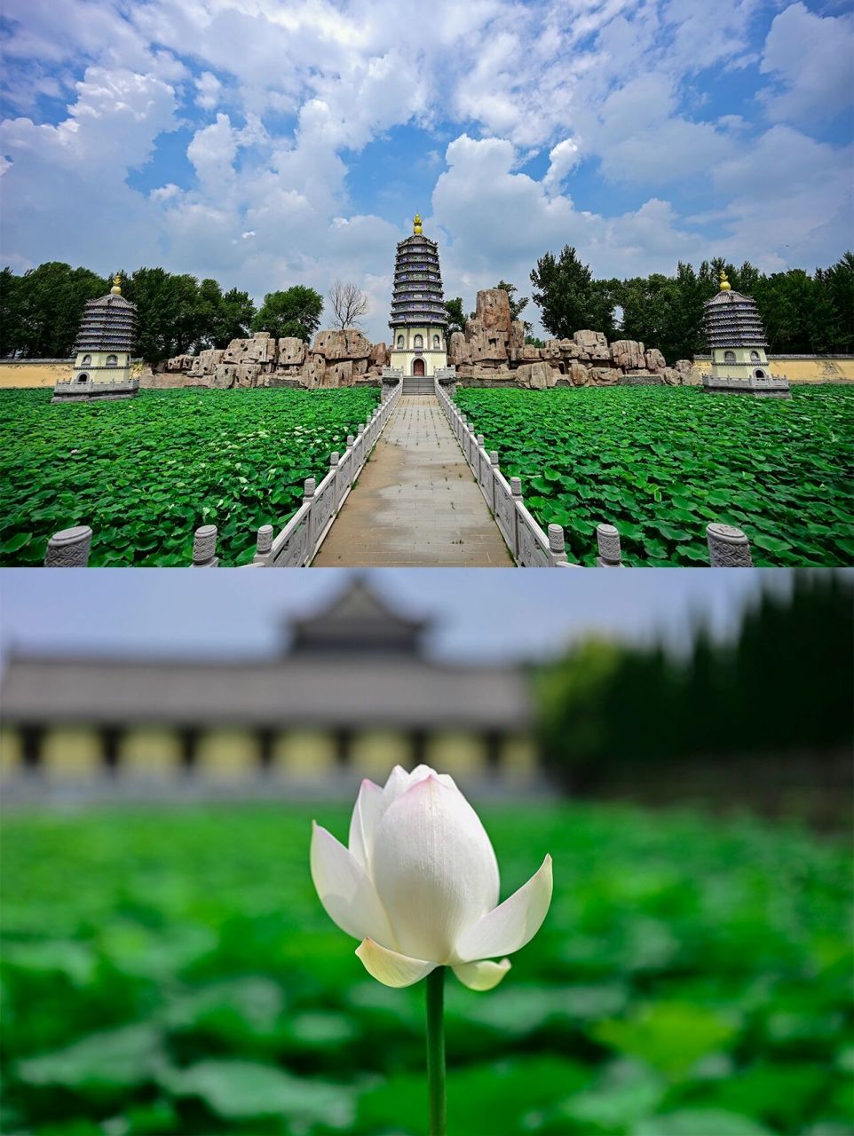 沈阳绝美赏荷地—华圣寺 华圣寺距离市区40多公里,在铁西区高花乡,走