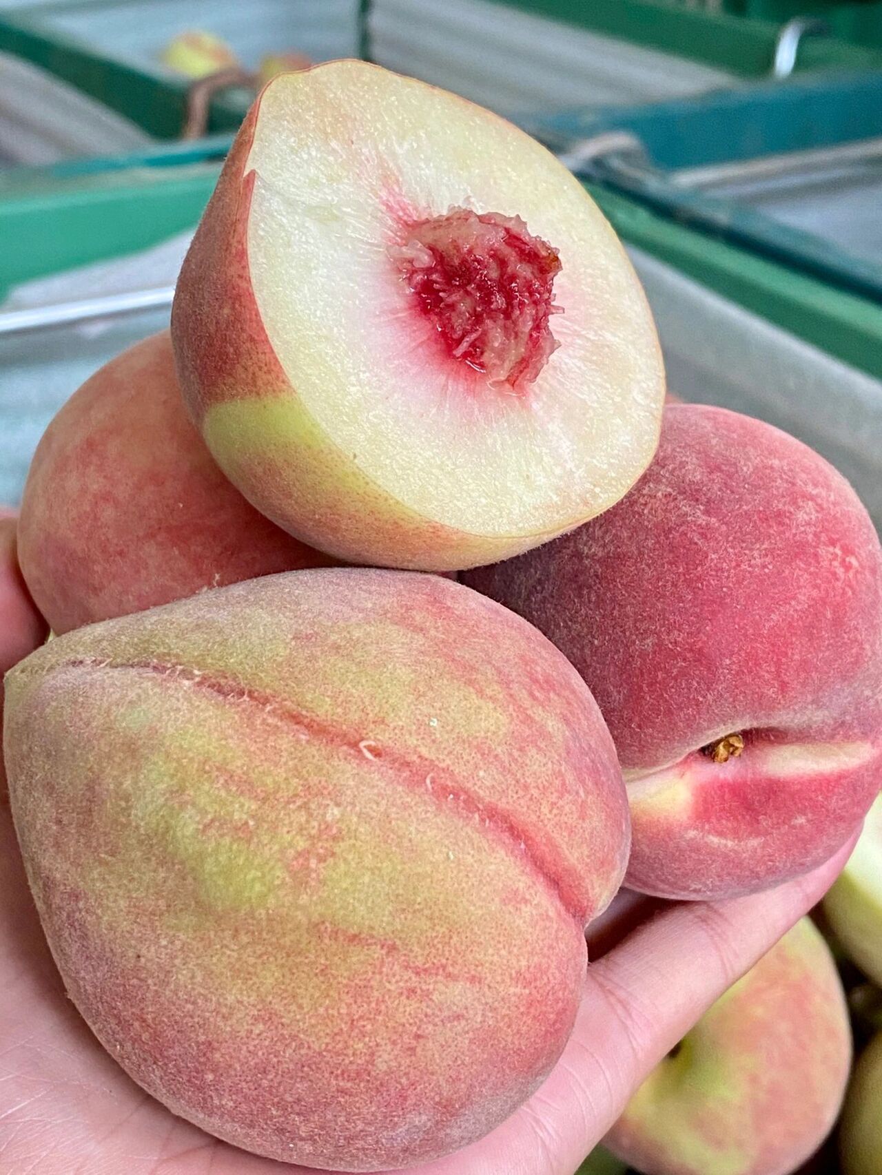 鹰嘴桃阳光赋予了它最纯粹的营养和甜美 【云南鹰嘴桃】它被称为"脆桃