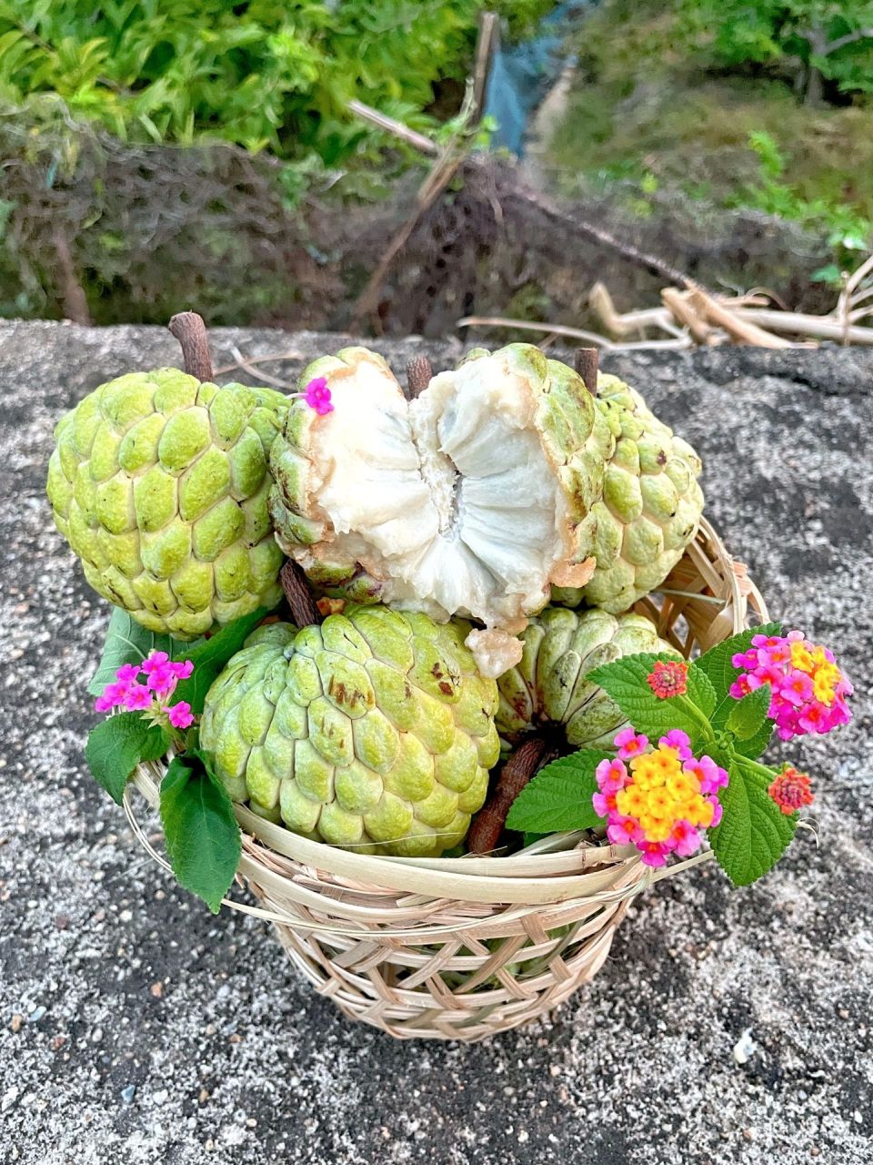 释迦果的花朵图片图片