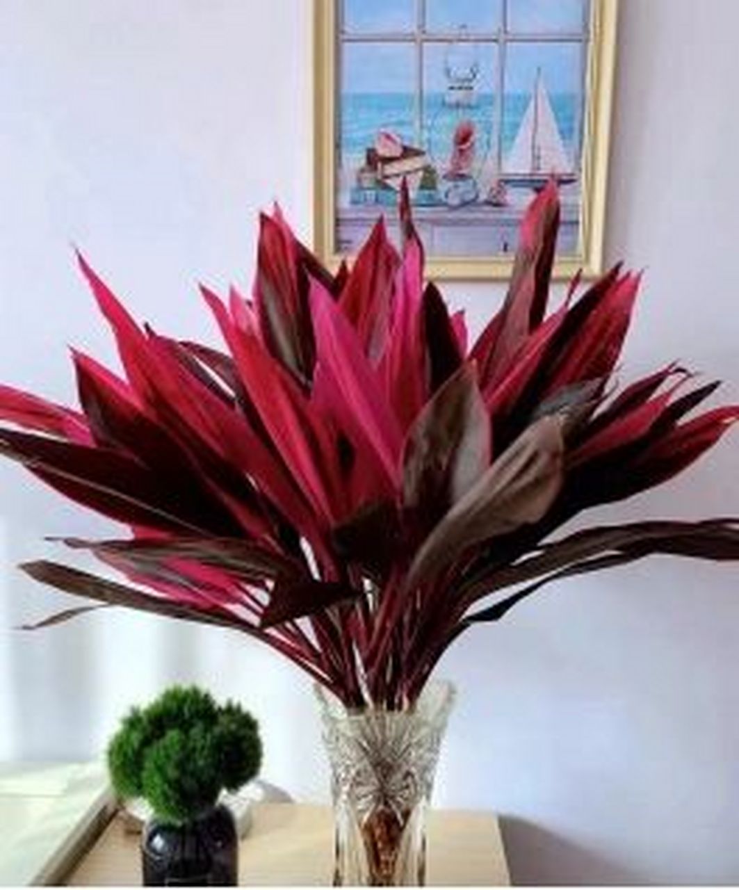 红朱蕉水培养护知识分享95 红朱蕉水培养护 91在养护水培红朱蕉的