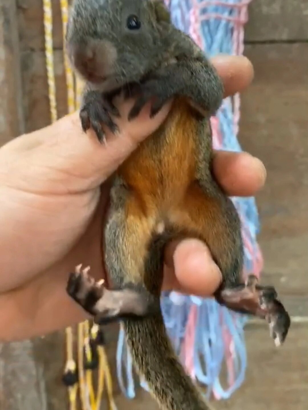 饲养松鼠应该注意的问题