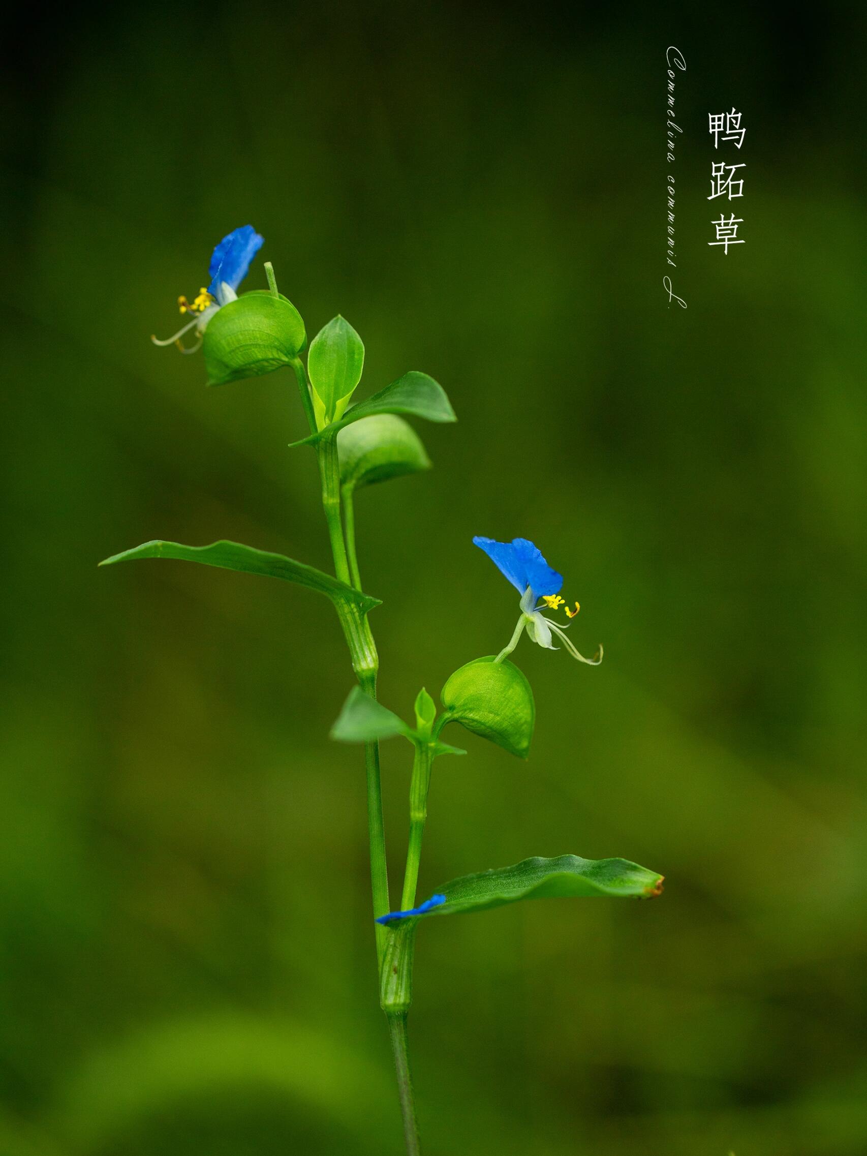 鸭脚节草的功效图片